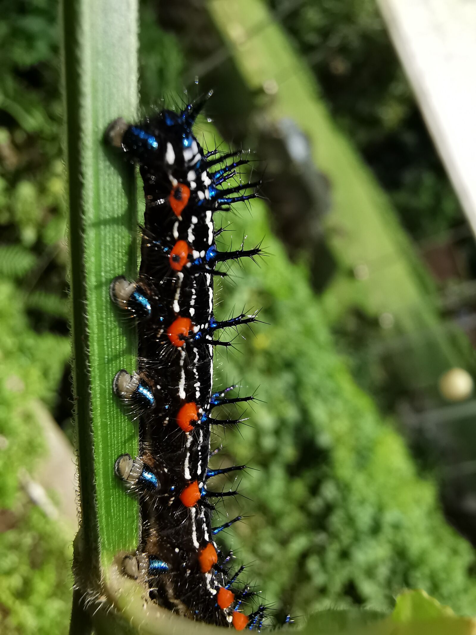 HUAWEI P30 Pro sample photo. Caterpillar, metamorphosis, greeneries photography