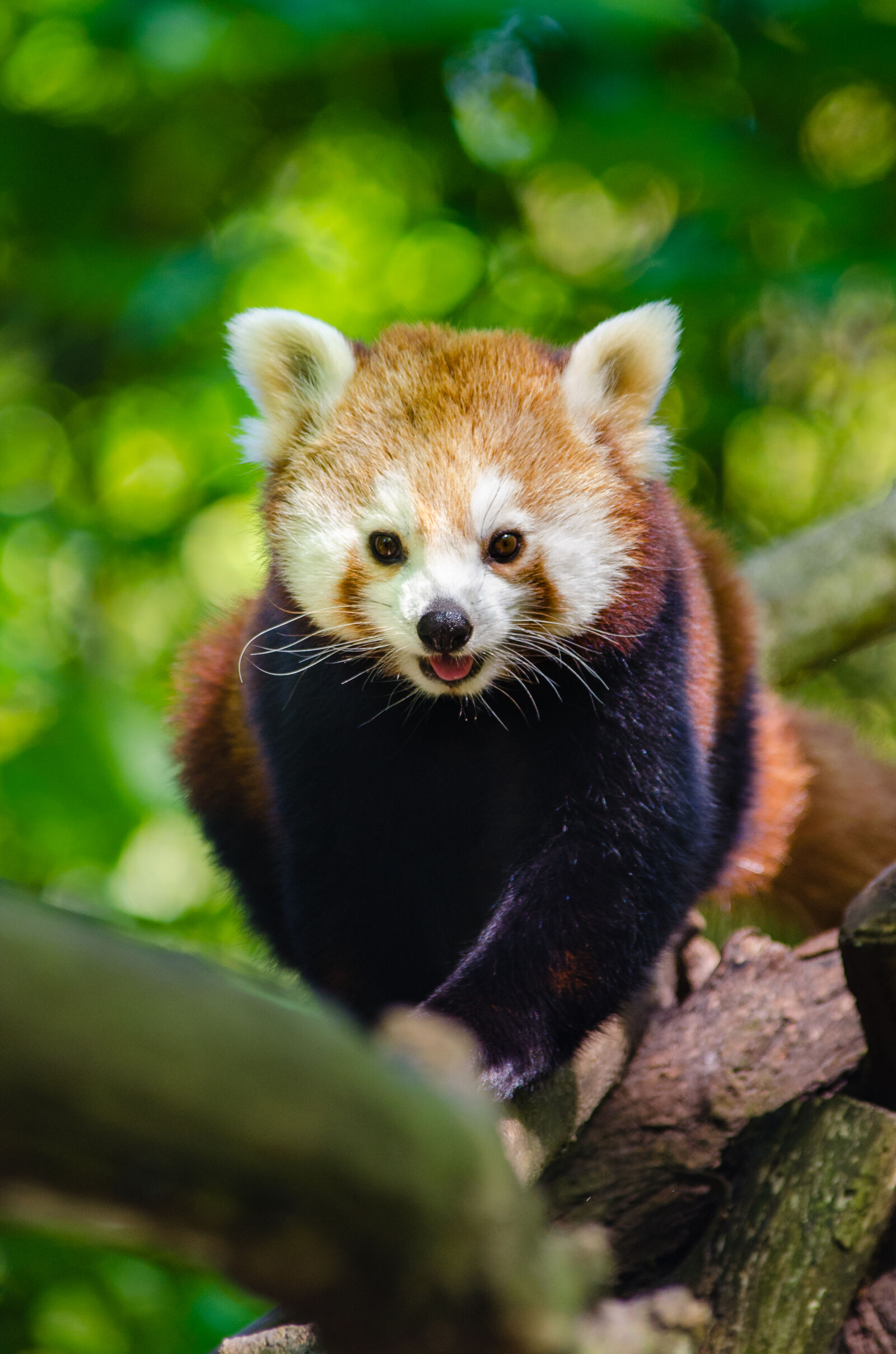 Nikon D7000 + Sigma APO Tele Macro 300mm F4 sample photo. Red, panda photography