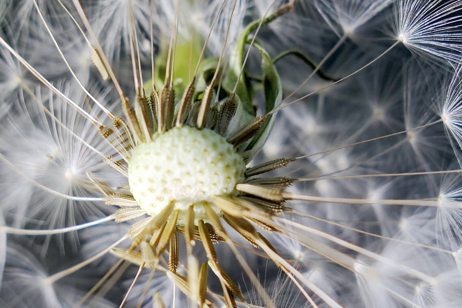 Panasonic Lumix DMC-LX10 (Lumix DMC-LX15) sample photo. Nature, dandelion, flower photography