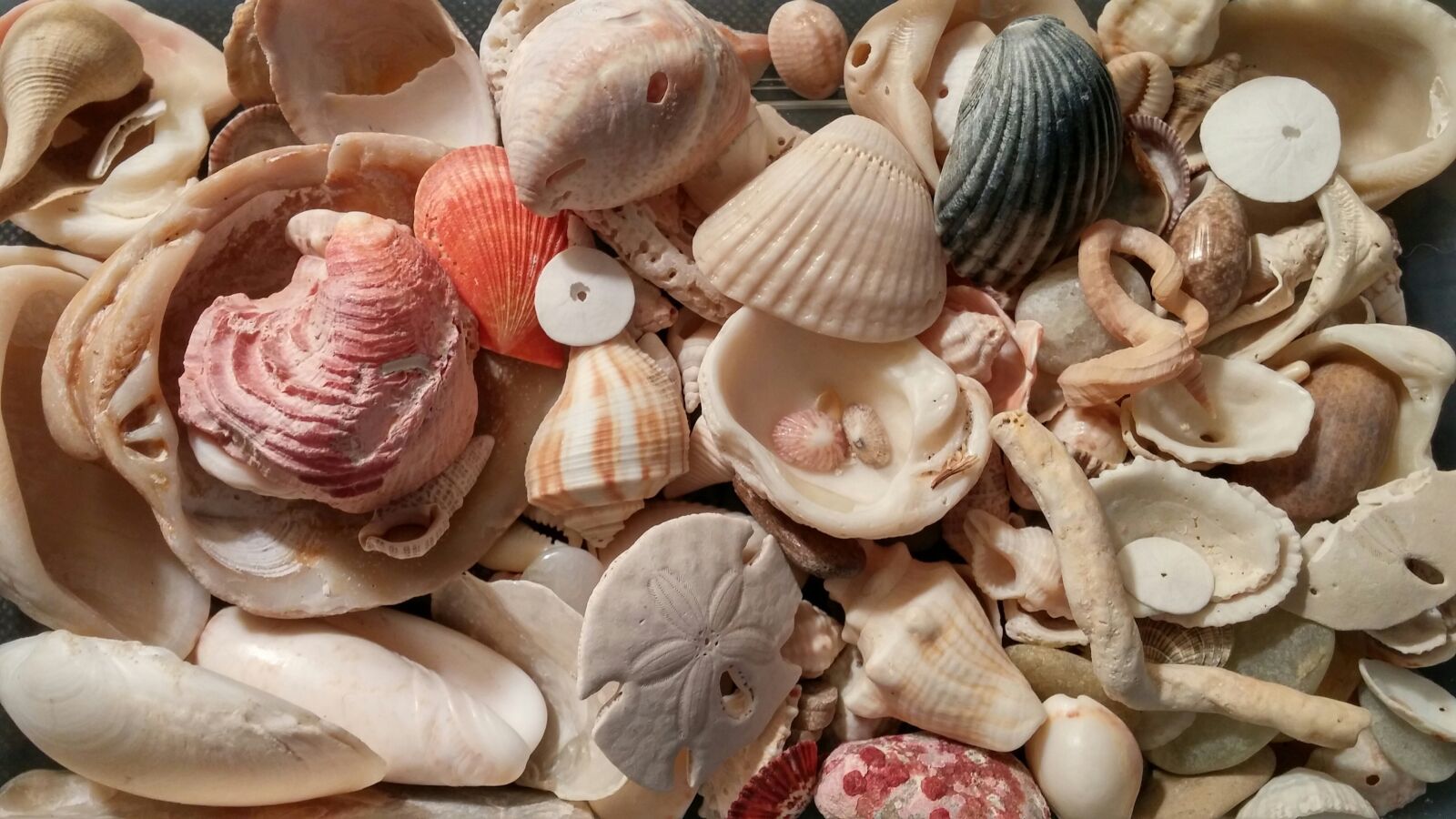 LG G3 sample photo. Shells, seashells, conch photography