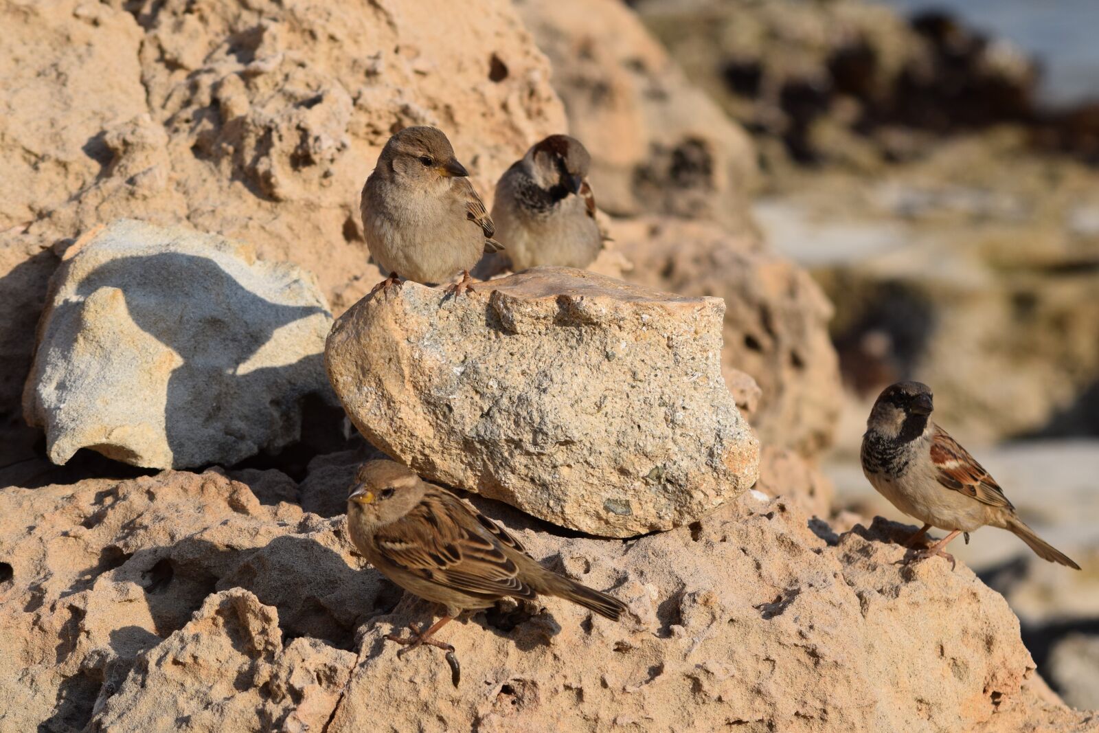 Nikon D3300 sample photo. Sparrows, nature, bird photography