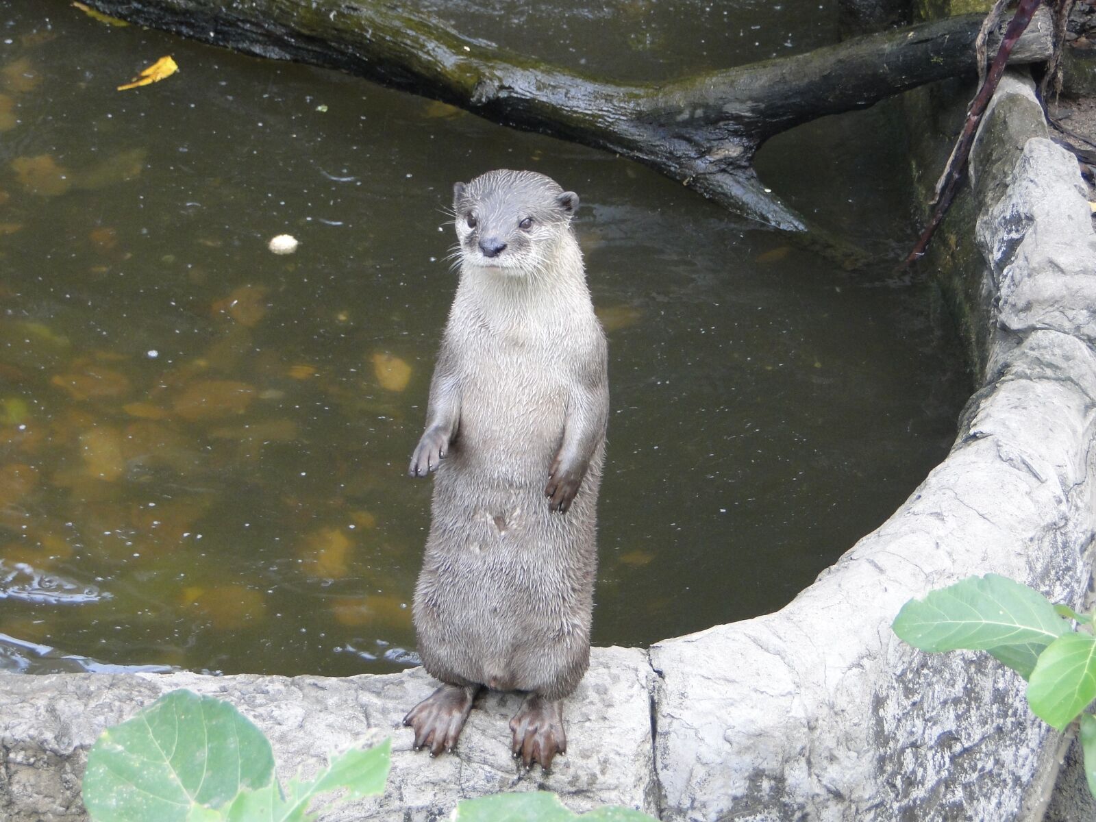 Sony Cyber-shot DSC-HX1 sample photo. Otter, animals, zoo photography