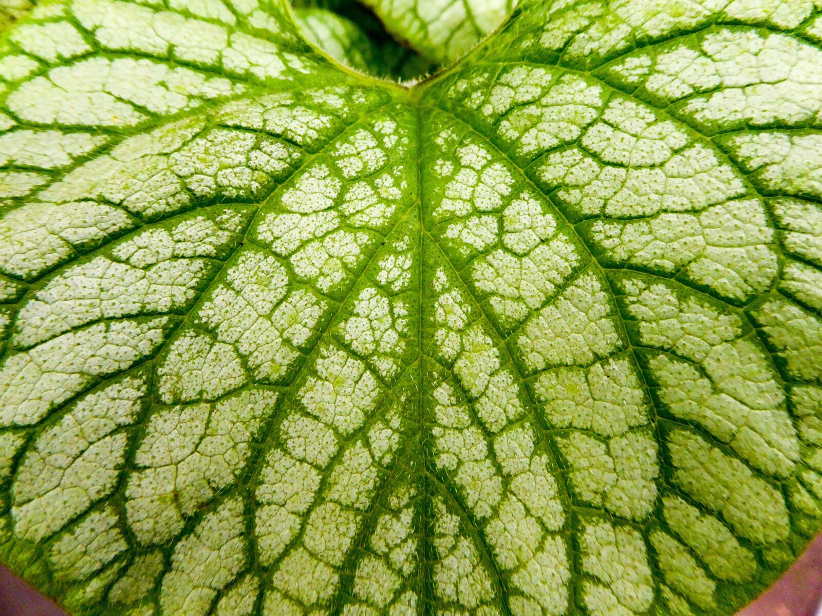 Panasonic Lumix DMC-ZS40 (Lumix DMC-TZ60) sample photo. Leaf, leaves, green photography