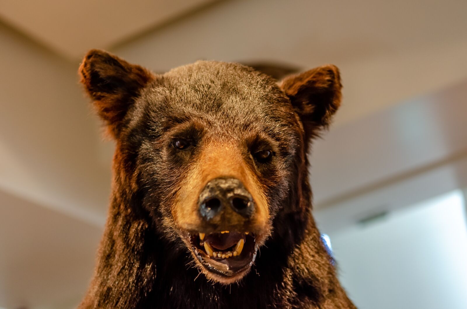 Nikon D7000 sample photo. Bear, brown, head photography