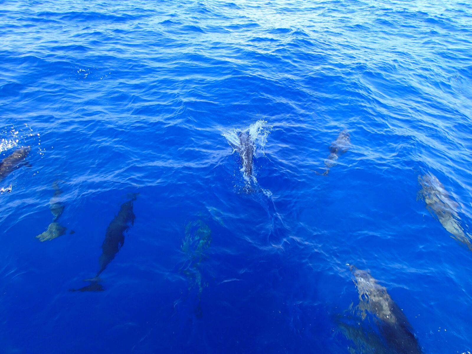 Olympus TG-1 sample photo. Dolphins, ocean, water photography