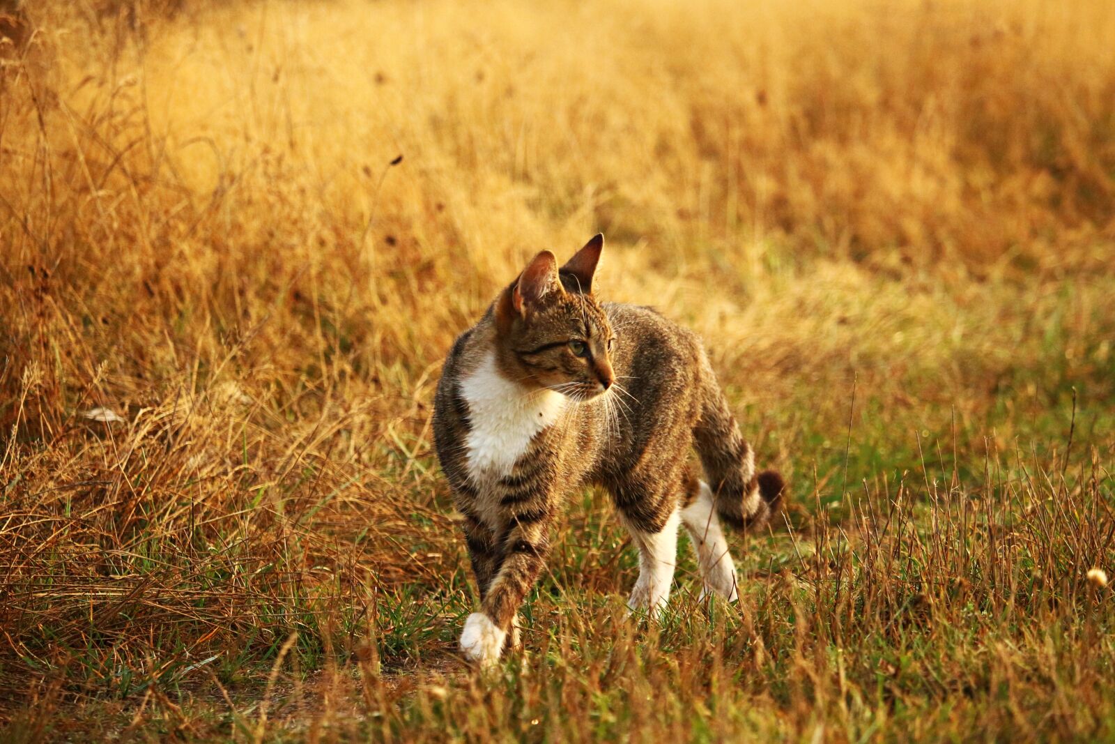 Canon EOS 100D (EOS Rebel SL1 / EOS Kiss X7) sample photo. Cat, kitten, mieze photography