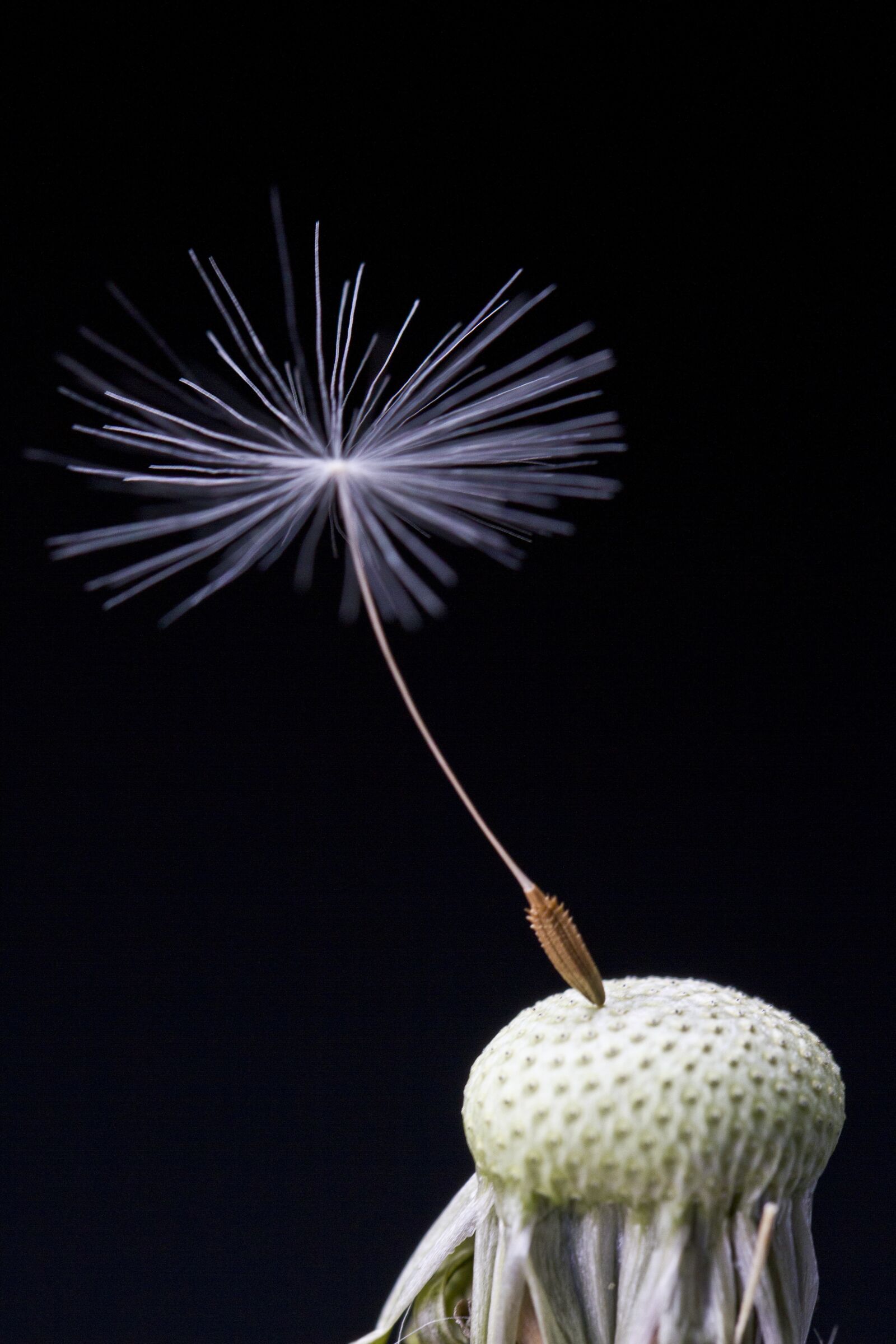 Canon EOS 7D sample photo. Dandelion, taraxacum, close up photography