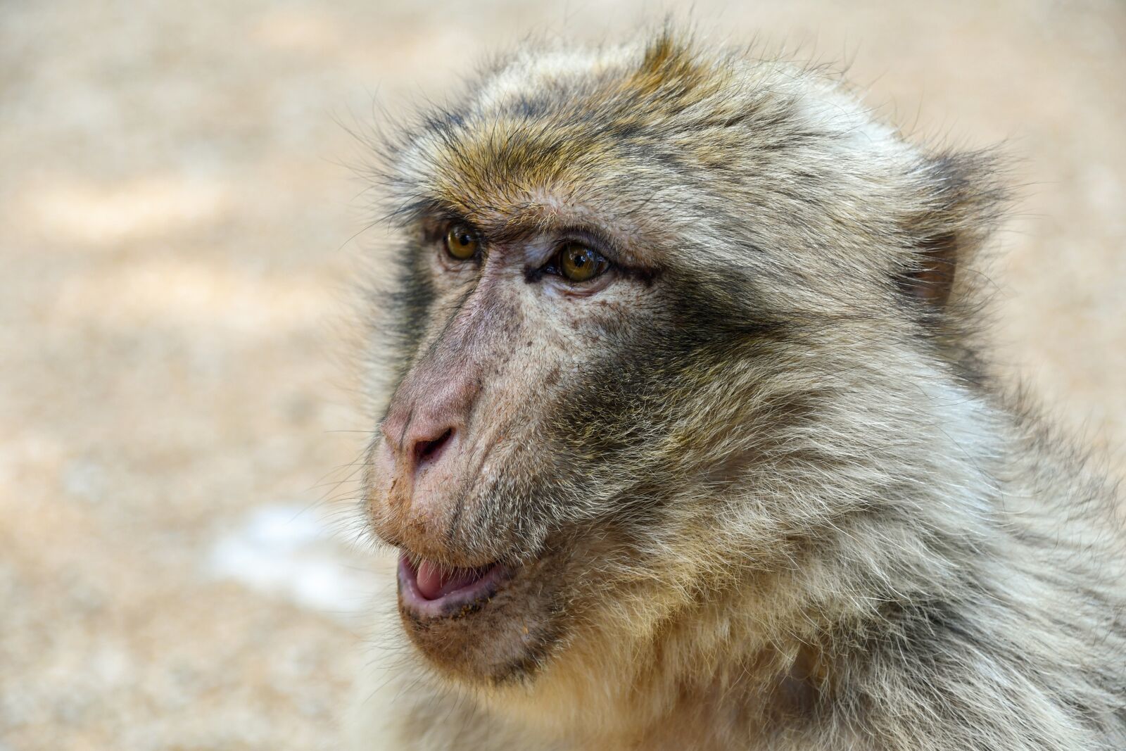 Nikon D500 sample photo. Monkey, barbary macaque, magot photography