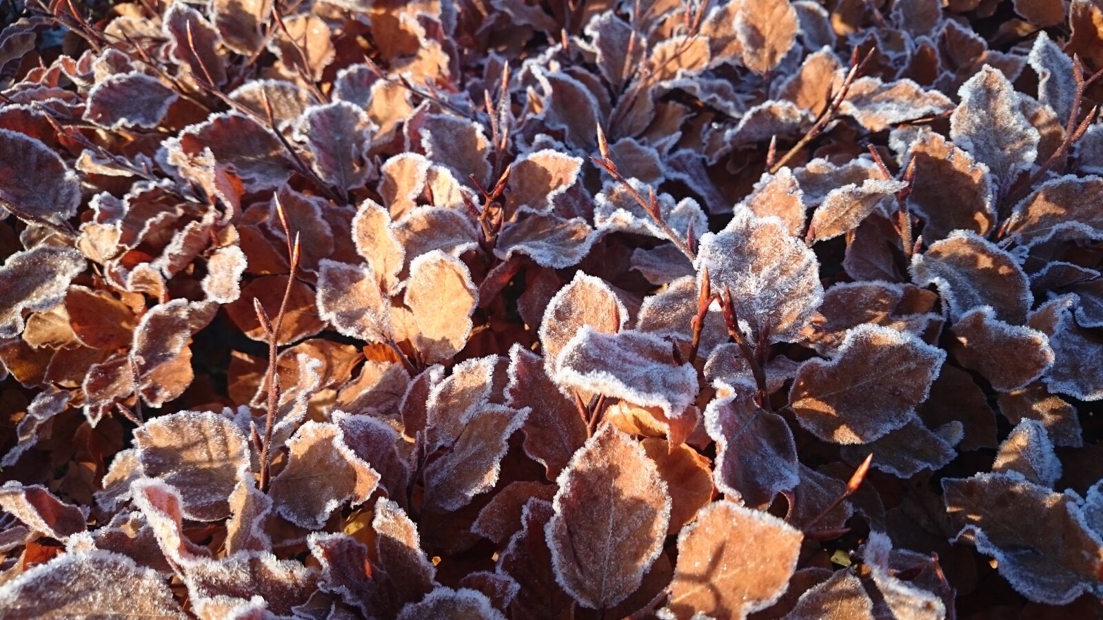 Sony Xperia Z1 Compact sample photo. Bøgebusk, frost, autumn photography