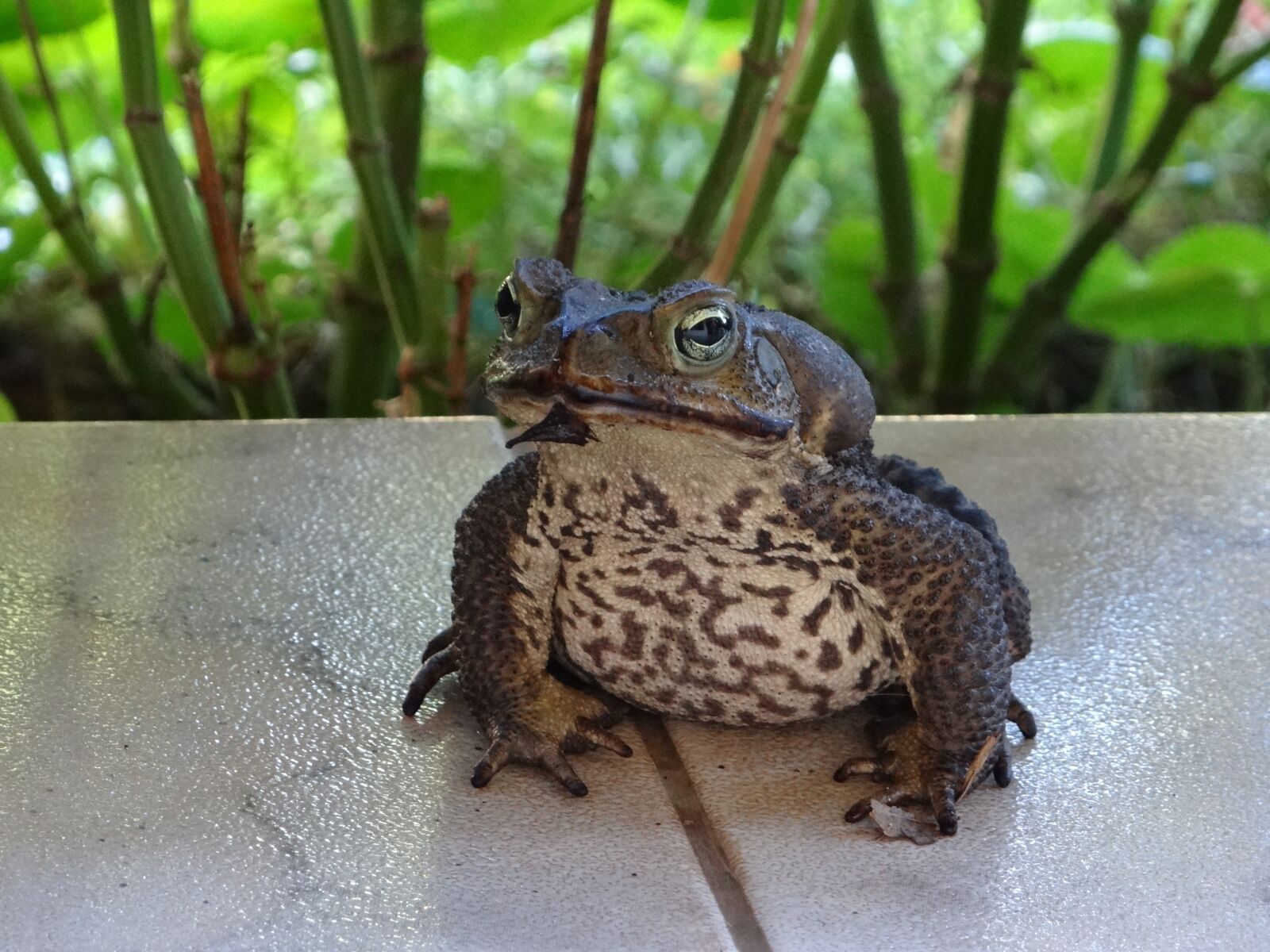 Sony DSC-HX200V sample photo. Frog, stains, eye photography