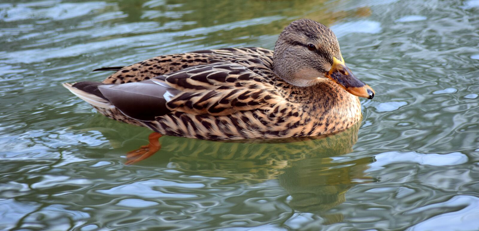 Nikon D3300 sample photo. Duck, water, animal photography