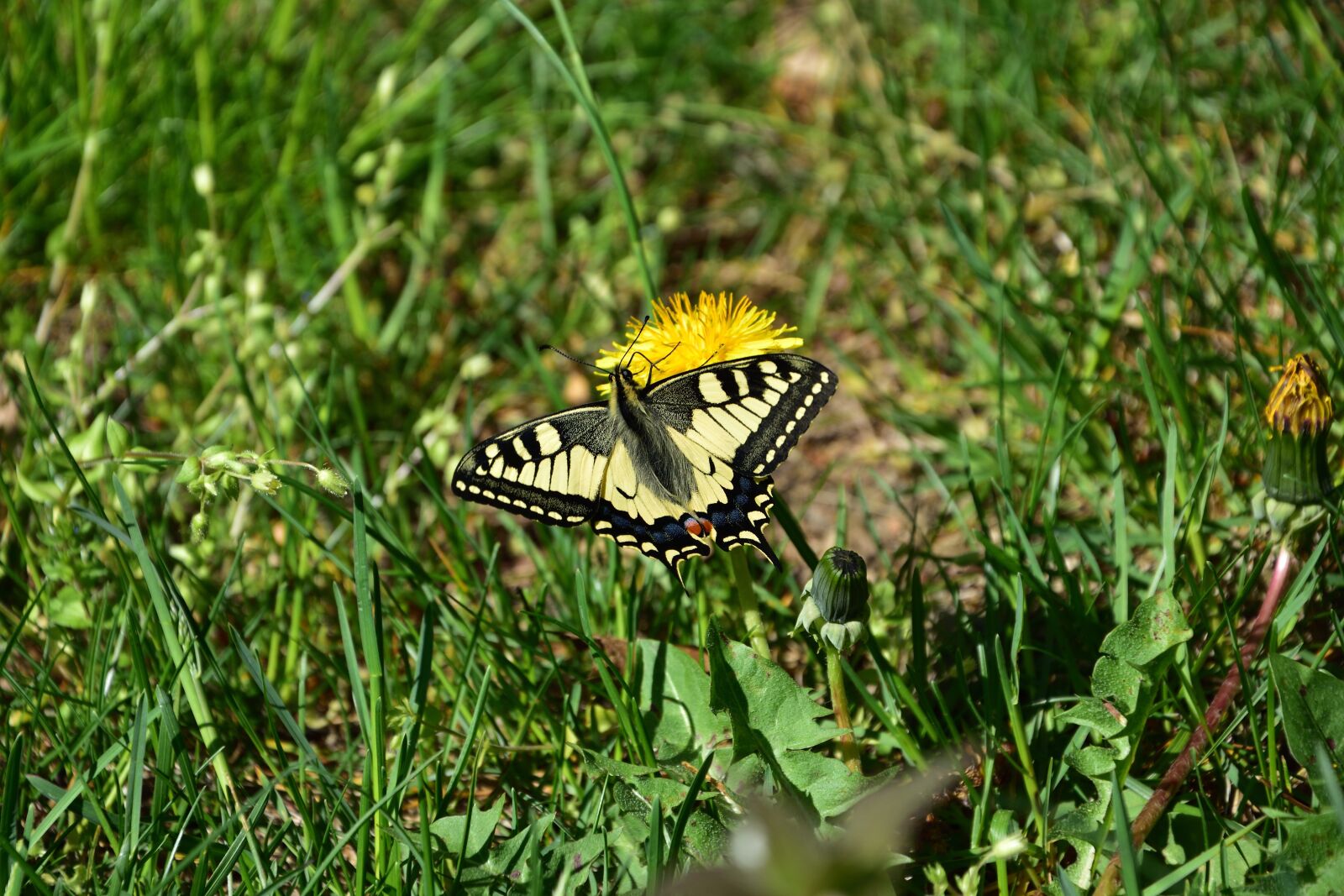 Nikon D3400 sample photo. Swallowtail, butterfly, nature photography