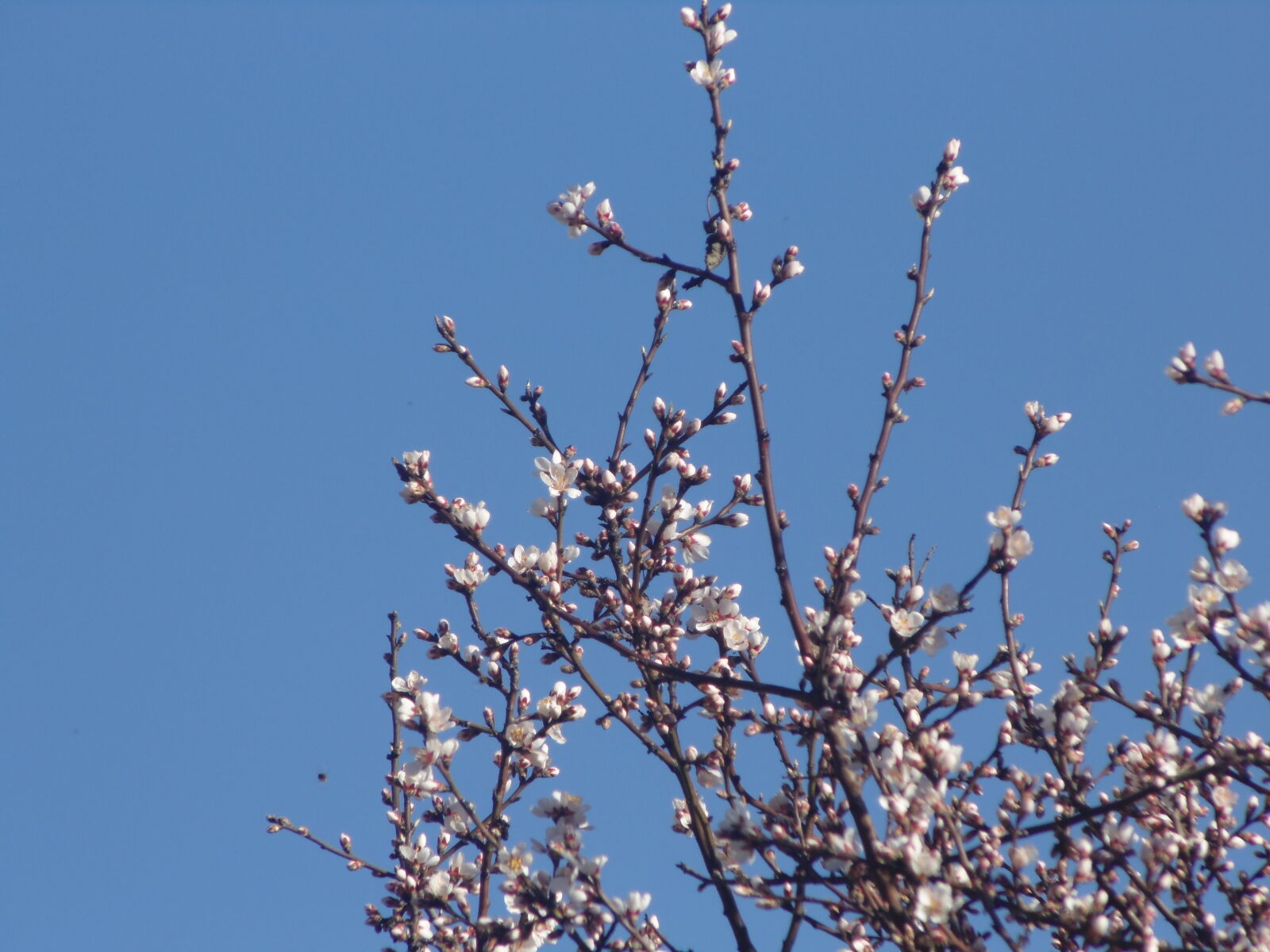 Sony DSC-H100 sample photo