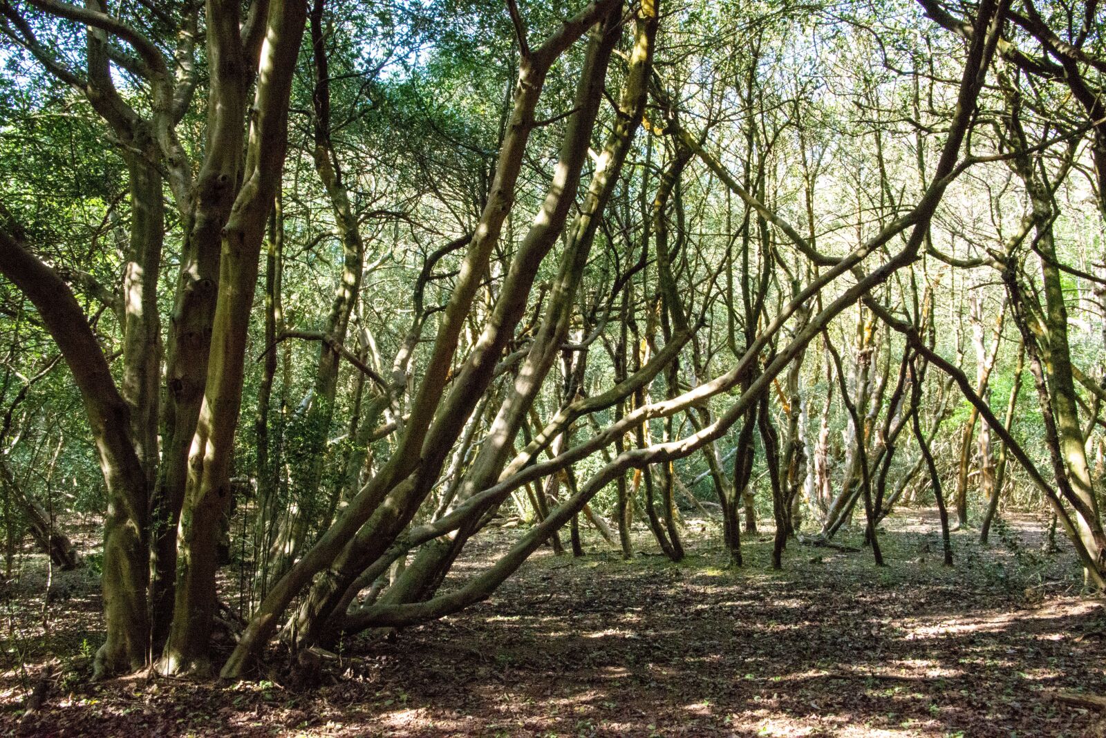 Nikon D800 sample photo. Trees, forest, nature photography