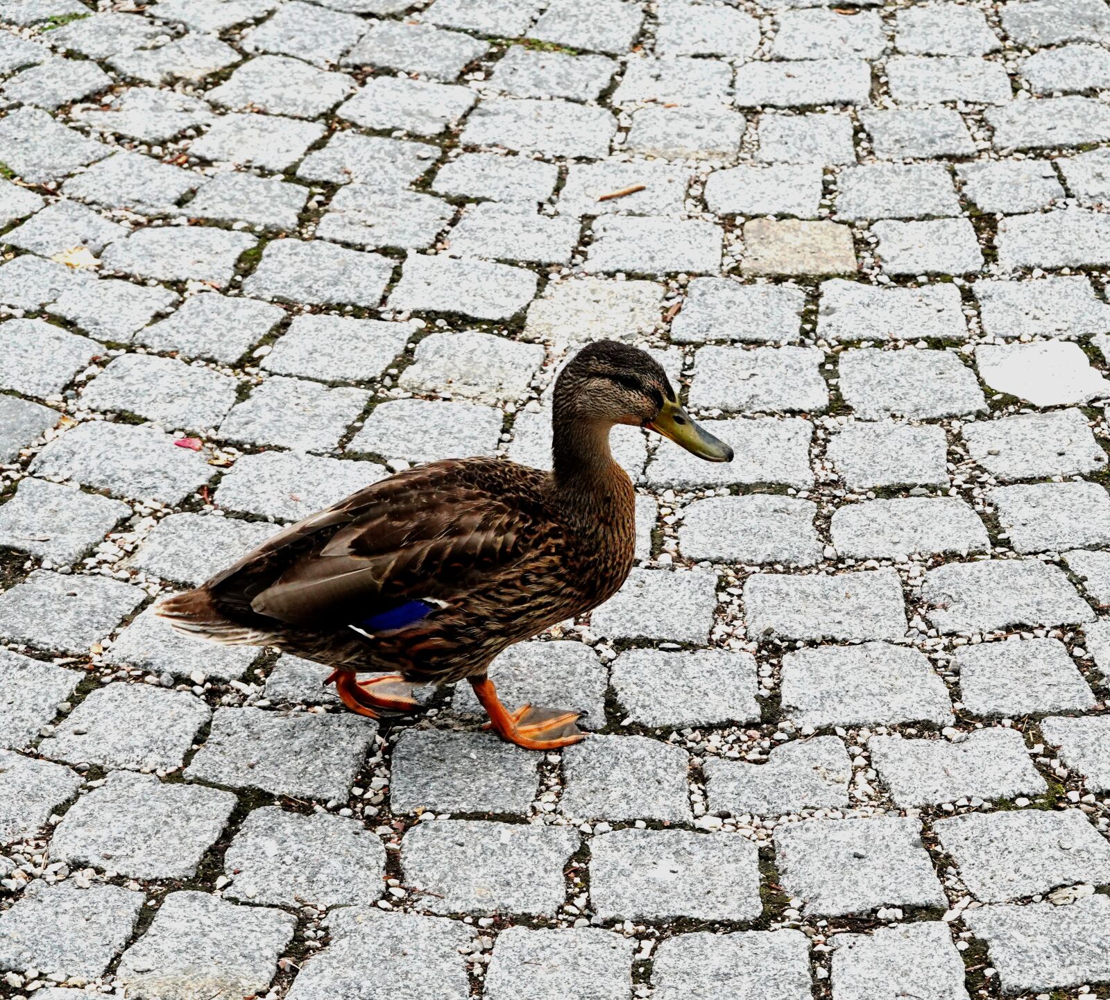 Sony Cyber-shot DSC-RX100 VI sample photo. Duck, walking duck, animal photography