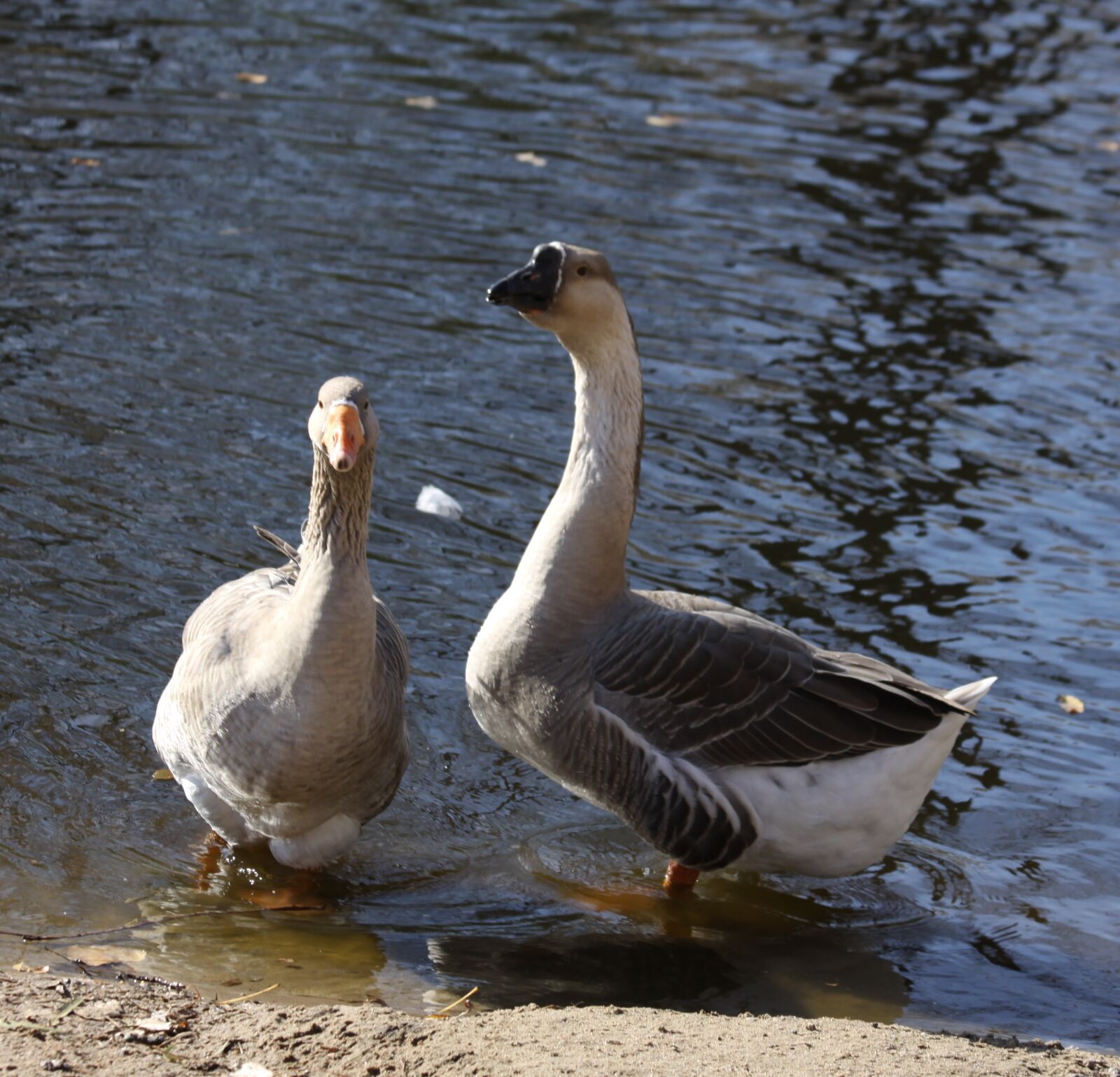 Canon EOS 50D sample photo. Brown, geese by water photography