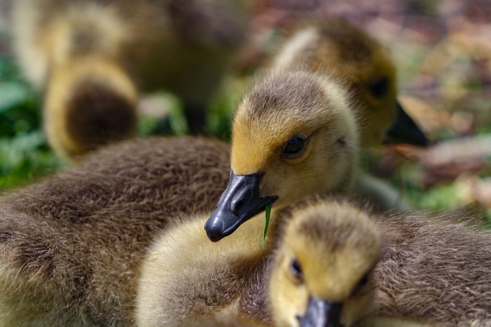 Canon EF 180mm F3.5L Macro USM sample photo. Goose, poultry, canada goose photography