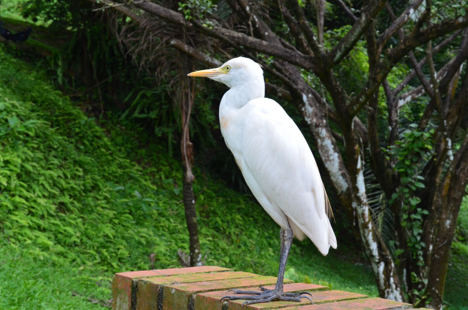 Nikon D5100 sample photo. Birds, white, wildlife photography
