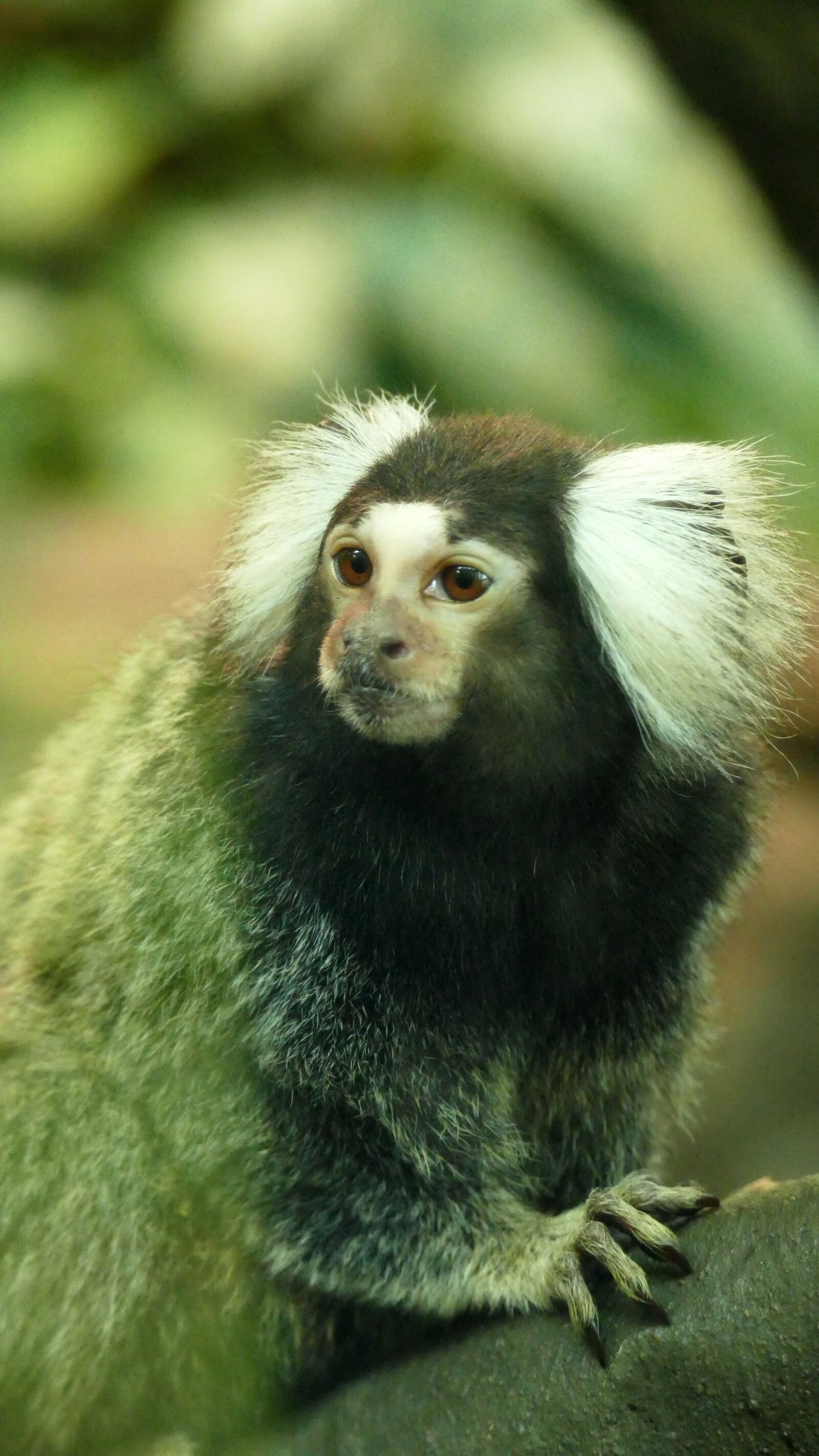 Panasonic Lumix DMC-FZ1000 sample photo. Animal, monkey, wildlife, zoo photography