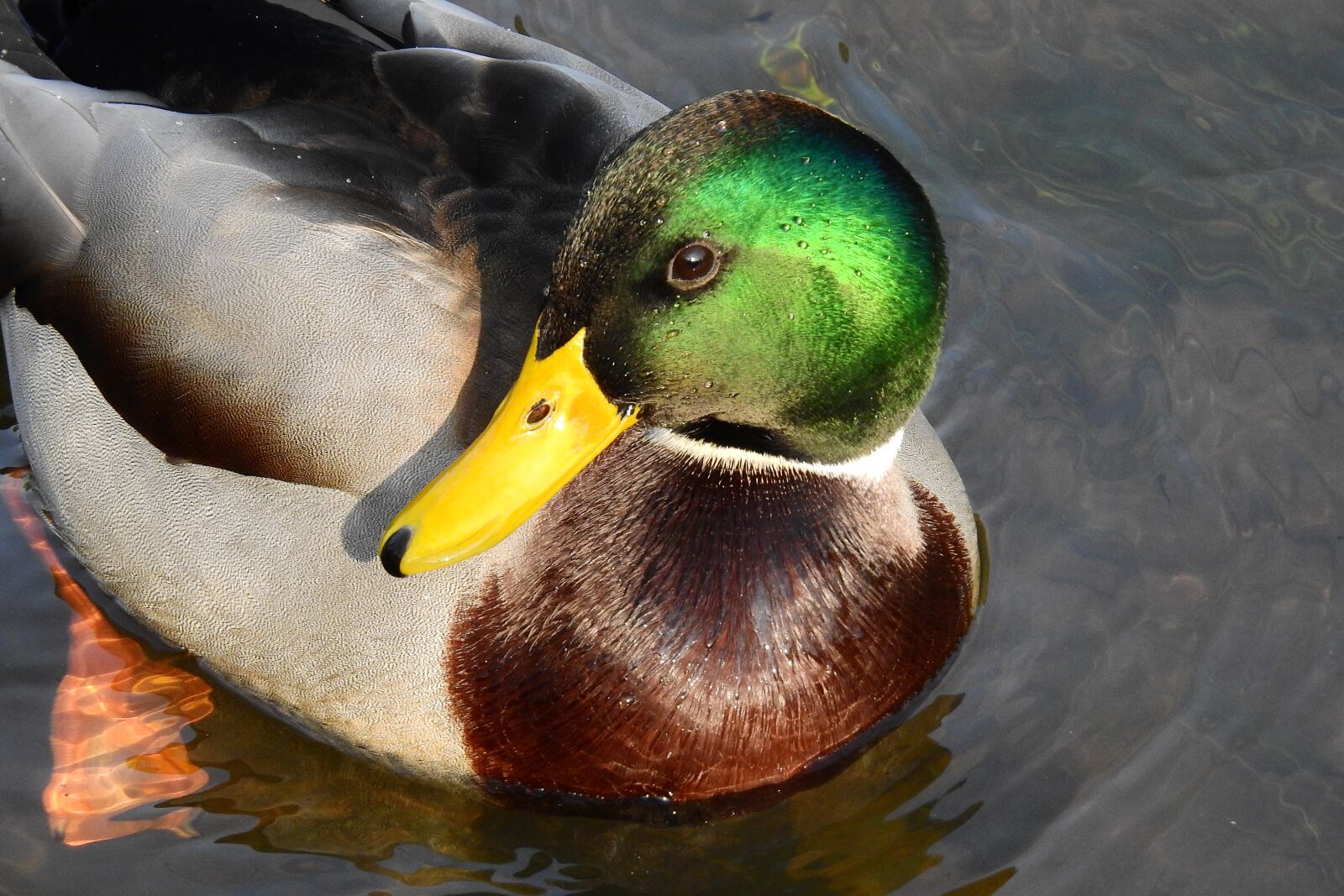 Nikon Coolpix P900 sample photo. Duck, water, water bird photography