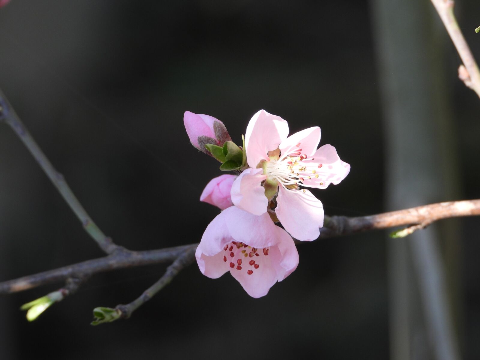 Nikon Coolpix P1000 sample photo. Flower, tree, pink photography