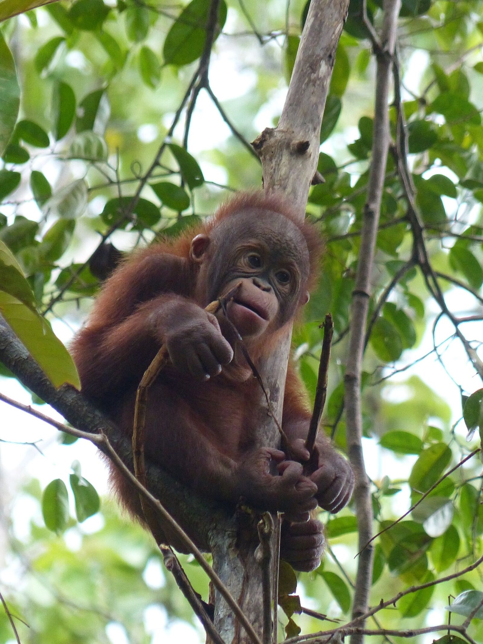 Panasonic Lumix DMC-FZ200 sample photo. Chimpanzee, baby, monkey photography