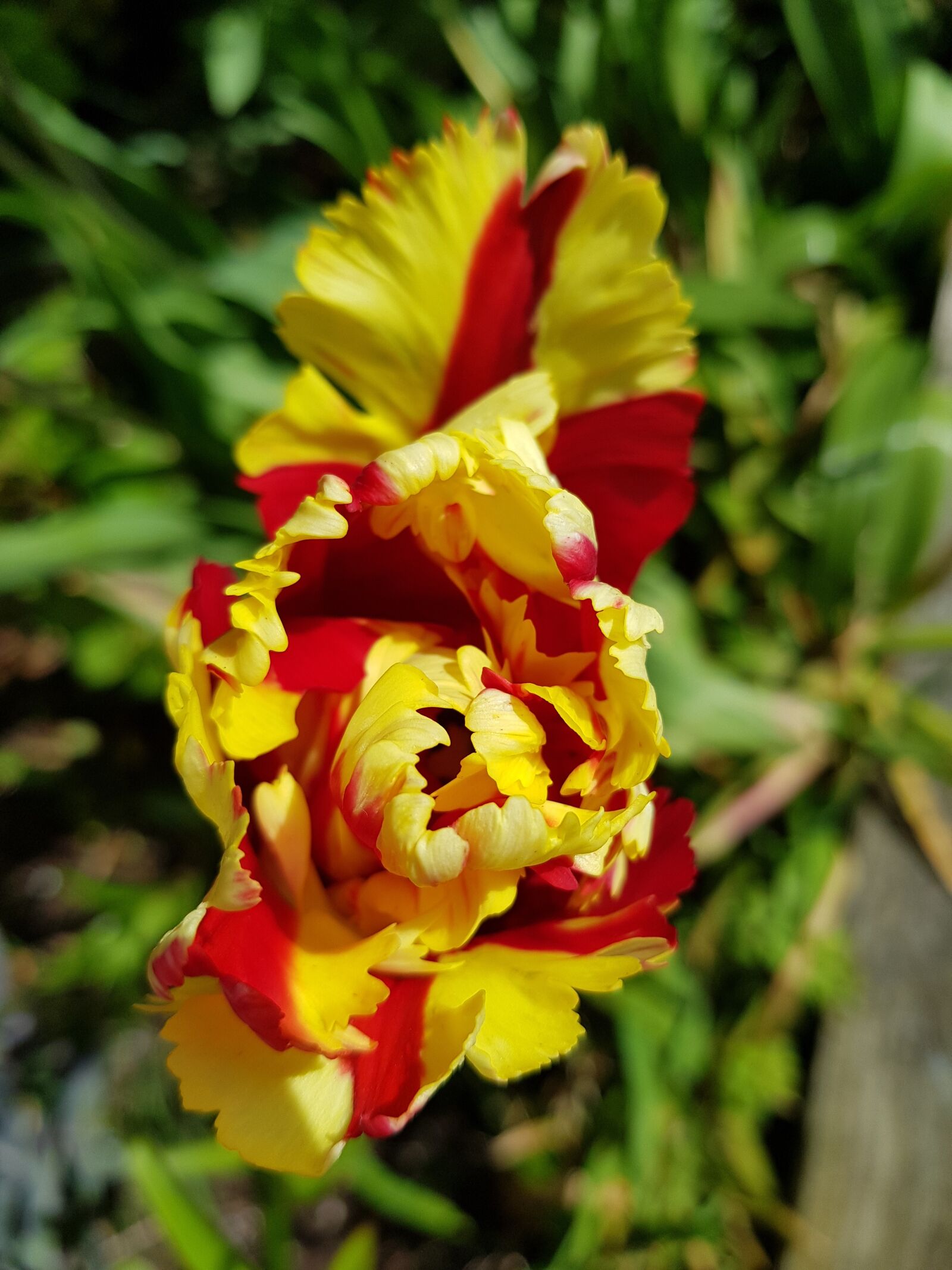 Samsung Galaxy S8+ sample photo. Flower, nature, flora photography
