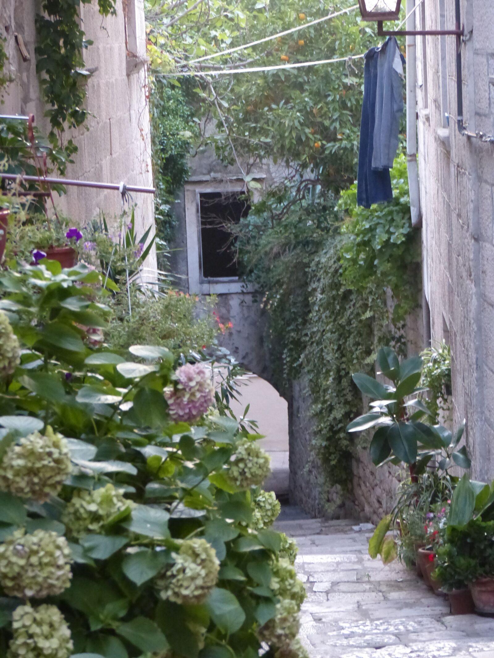 Panasonic Lumix DMC-FZ200 sample photo. Alley, genre painting, hydrangea photography