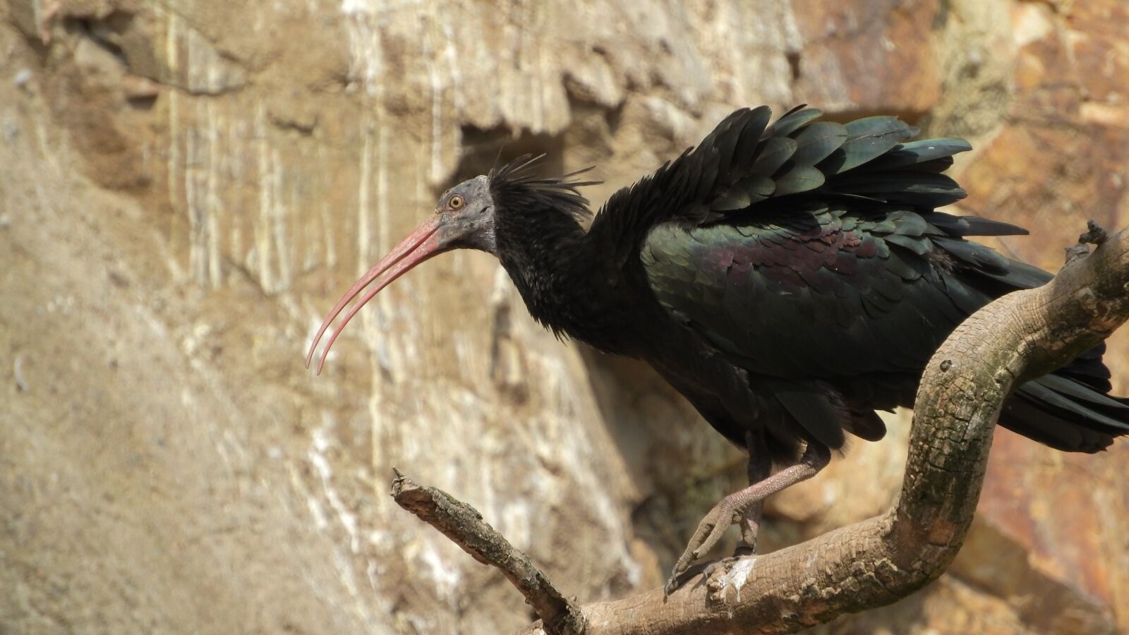 Nikon Coolpix P610 sample photo. Ibis, geronticus eremita, ibis photography
