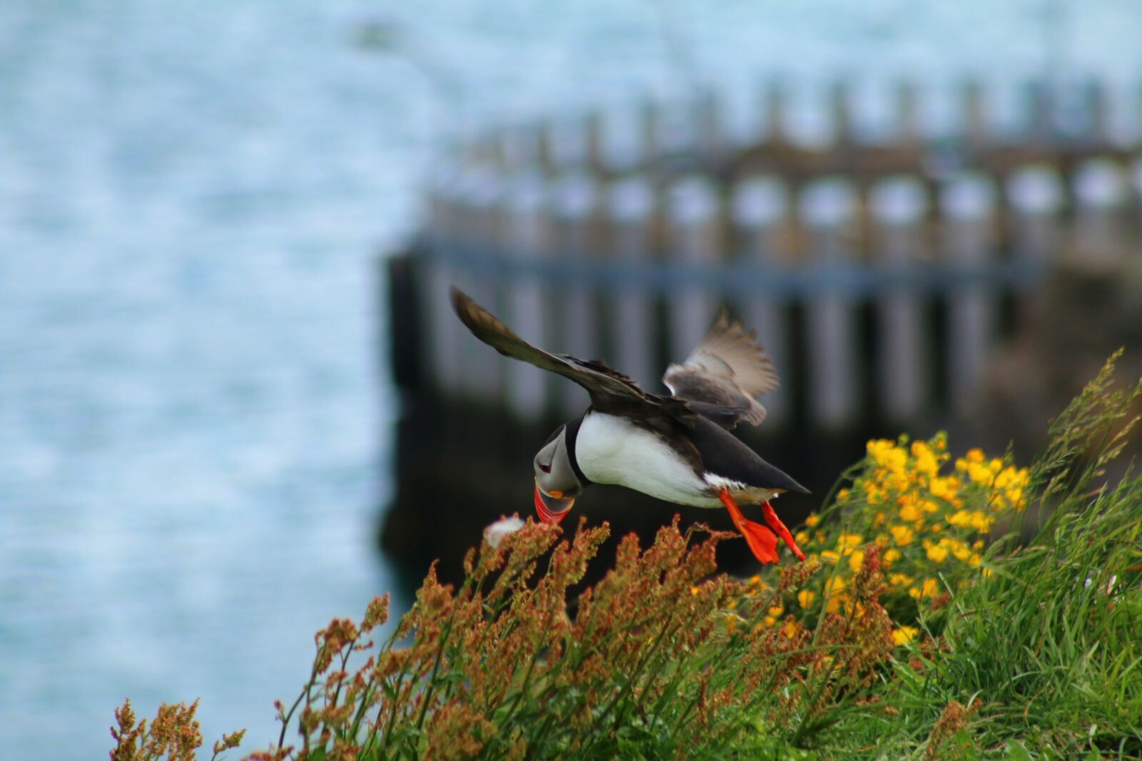 Canon EOS 70D sample photo. Puffin, island, bird photography