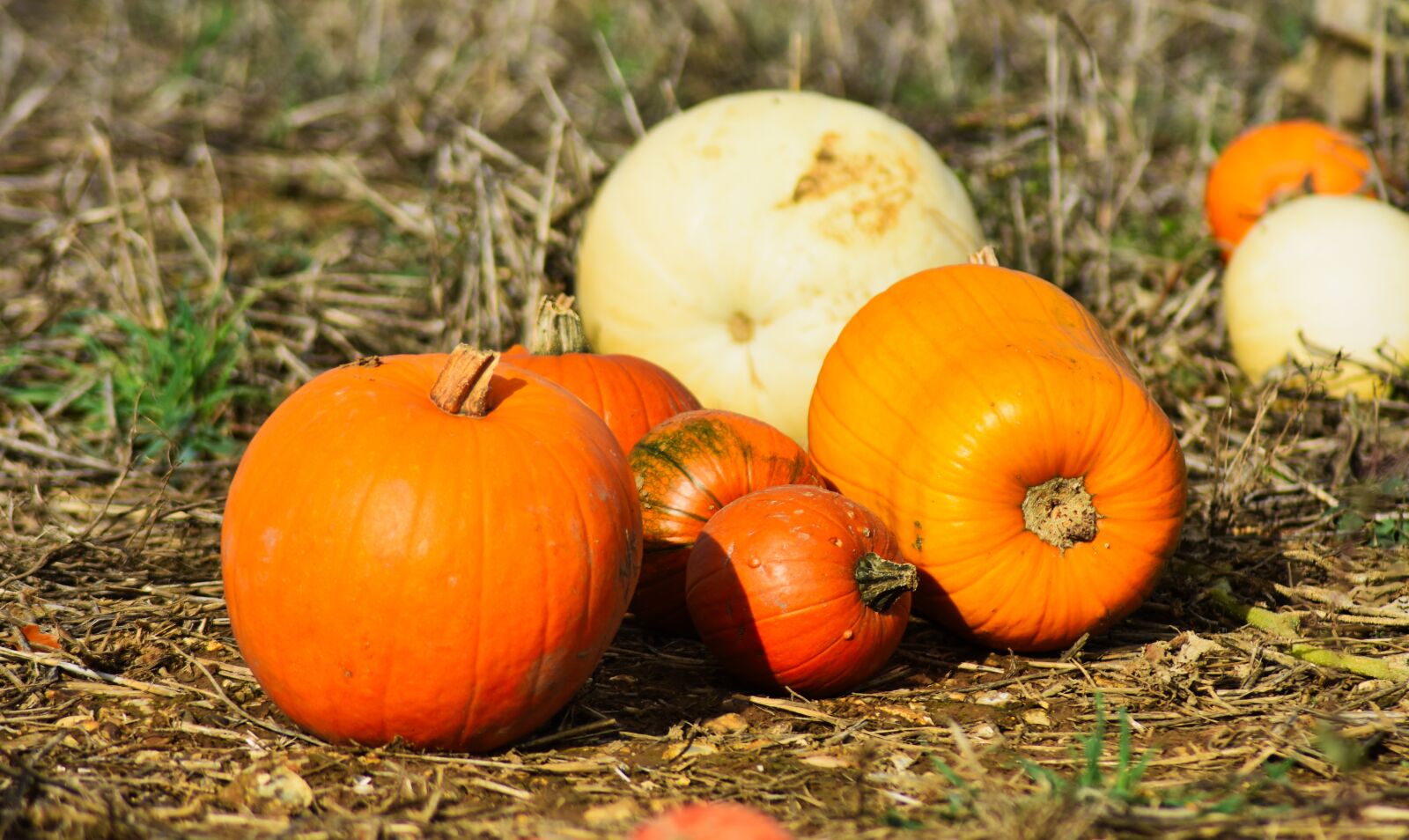 Nikon D3400 sample photo. Pumpkin, agriculture, autumn photography