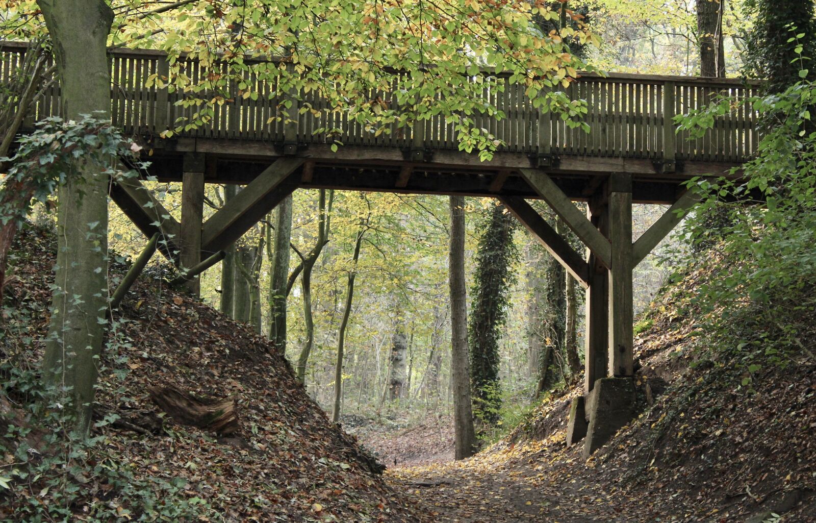 Canon EOS 1200D (EOS Rebel T5 / EOS Kiss X70 / EOS Hi) sample photo. Woods, bridge, forest photography