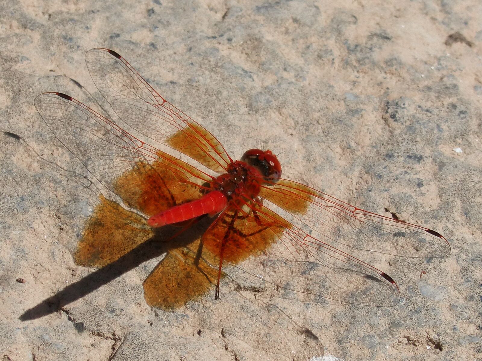 Panasonic DMC-FZ62 sample photo. Ruddy darter, red dragonfly photography