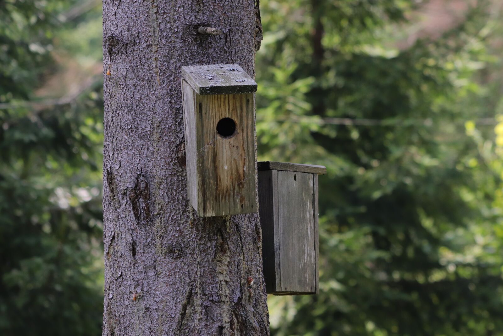 Canon EF 70-300 F4-5.6 IS II USM sample photo. Starling box, feeder, birdhouse photography