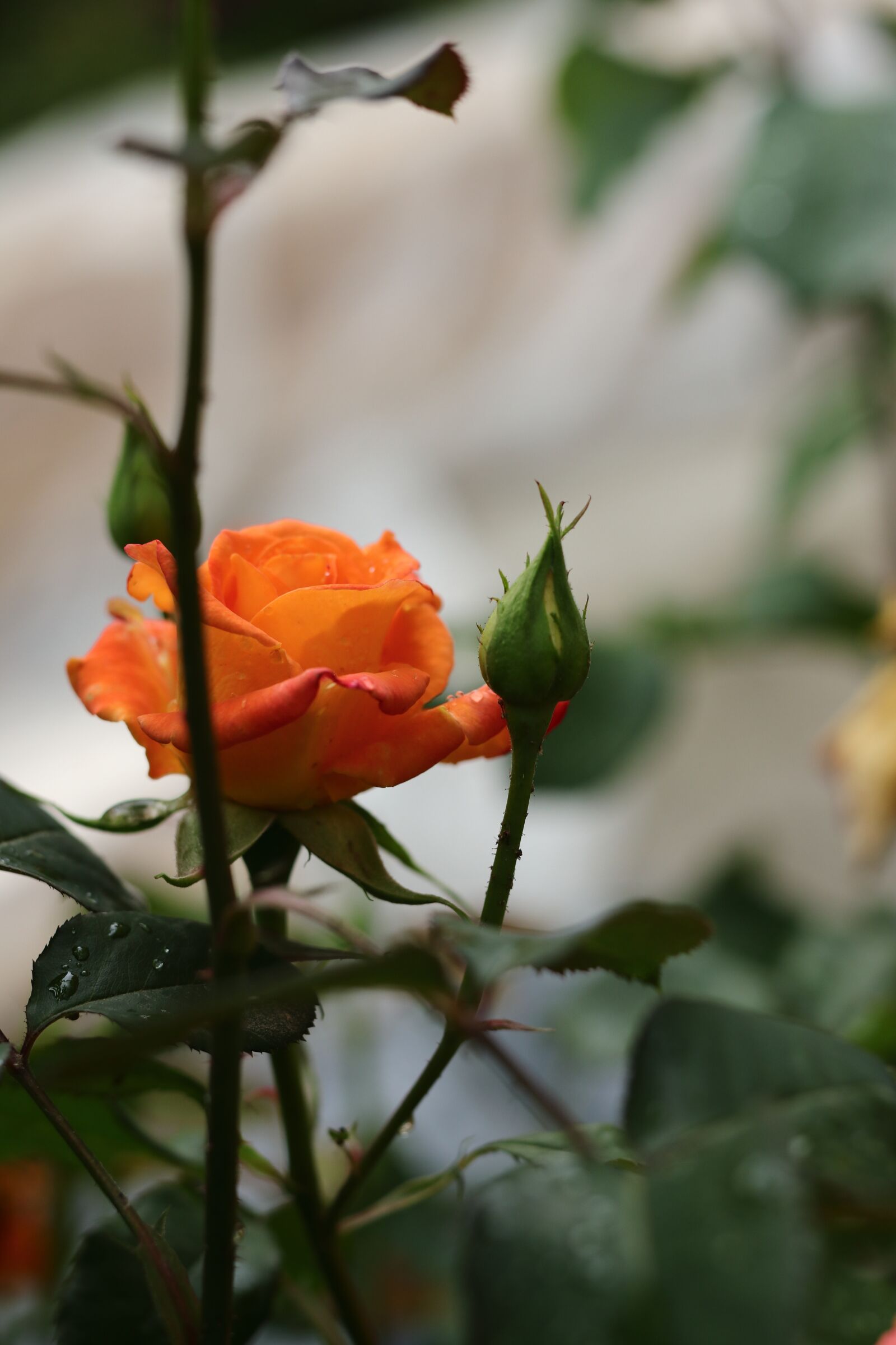 Canon EOS 77D (EOS 9000D / EOS 770D) sample photo. Rose, garden, flower photography