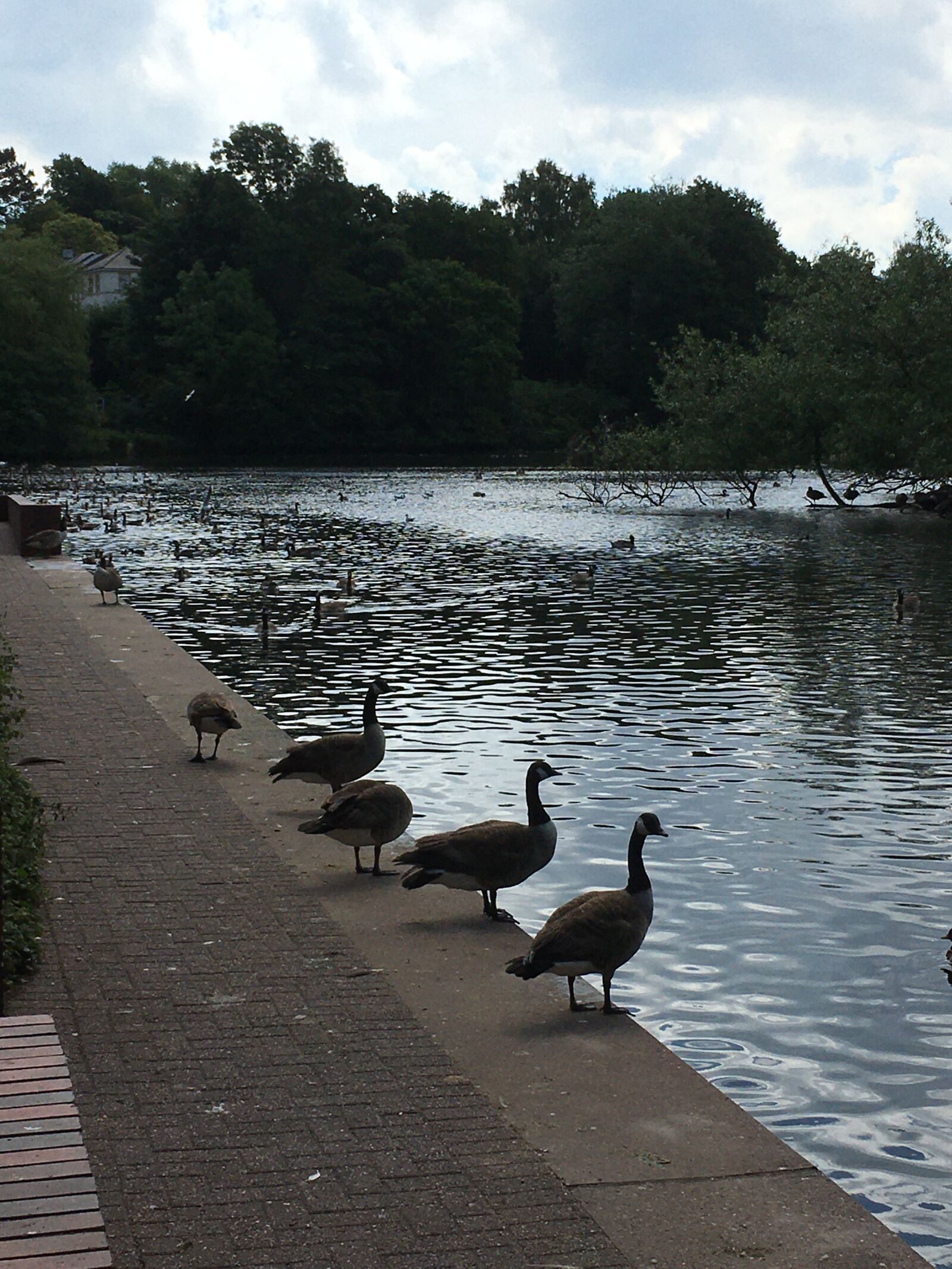 iPhone 6s back camera 4.15mm f/2.2 sample photo. Ducks, park, nature photography