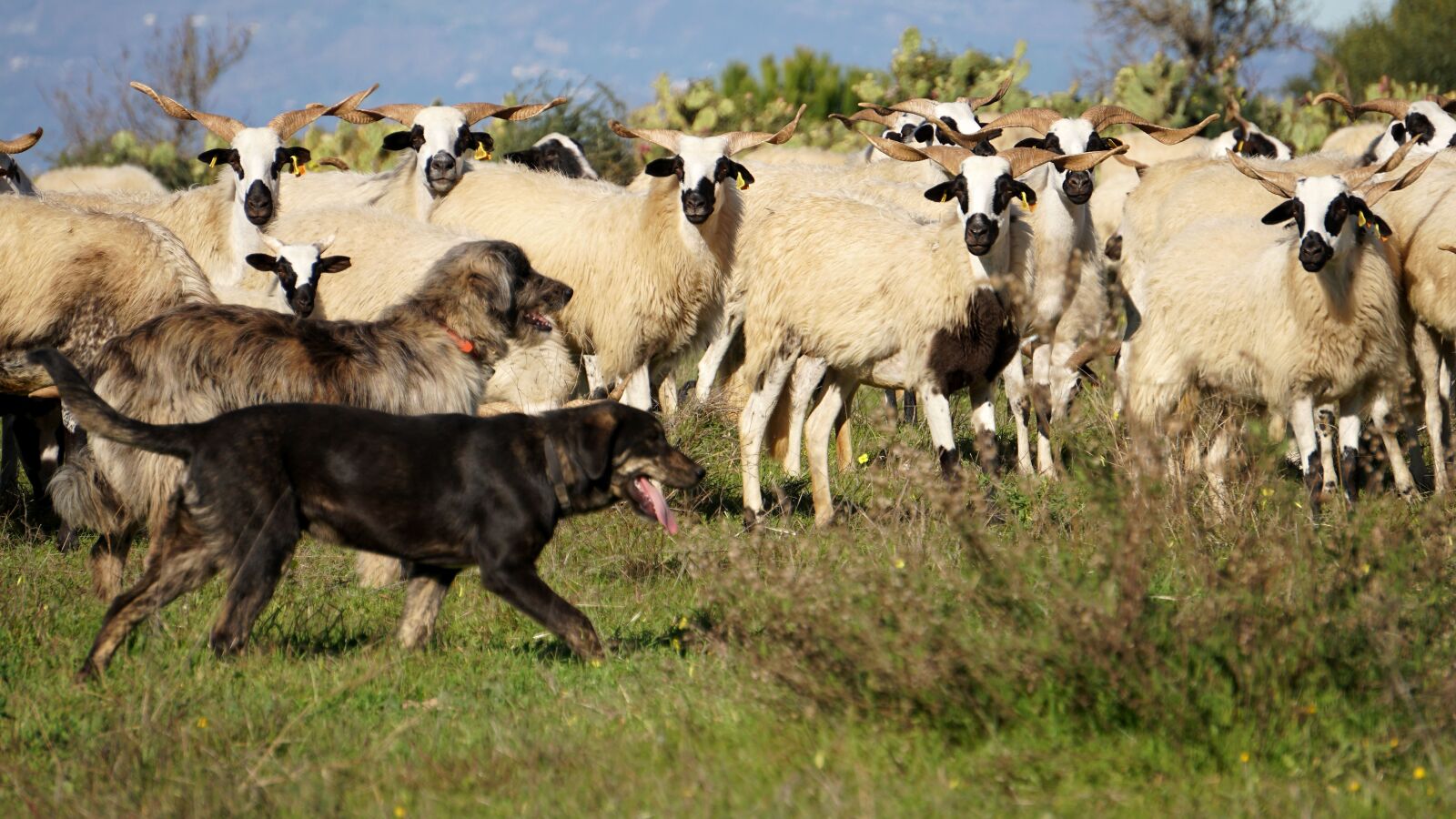 Sony a6300 + Sony E 55-210mm F4.5-6.3 OSS sample photo. Sheep, shepherd dogs, sch photography