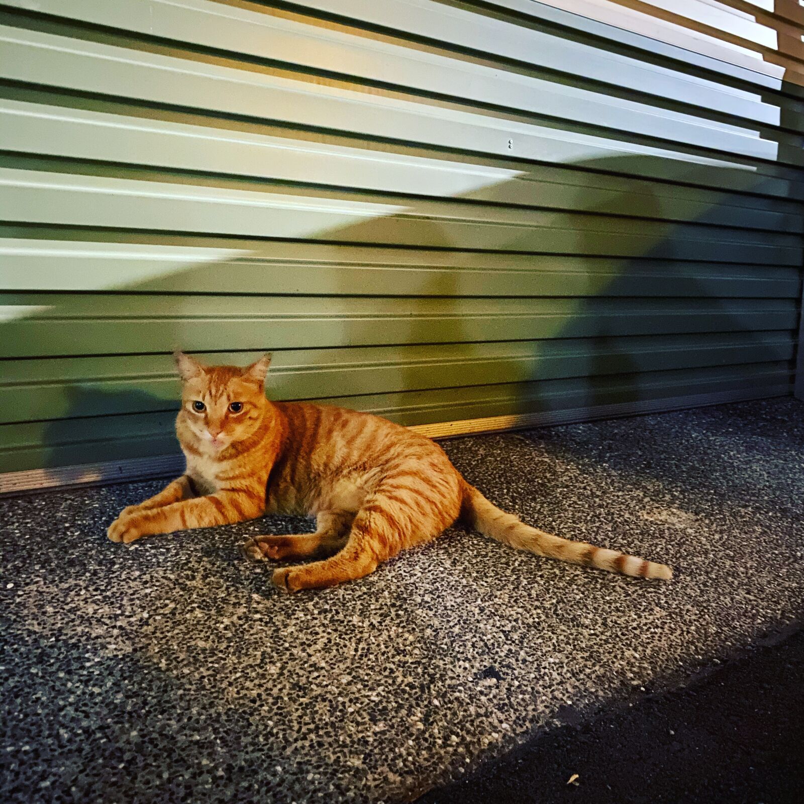 Apple iPhone 11 Pro Max sample photo. Cat, night, door photography