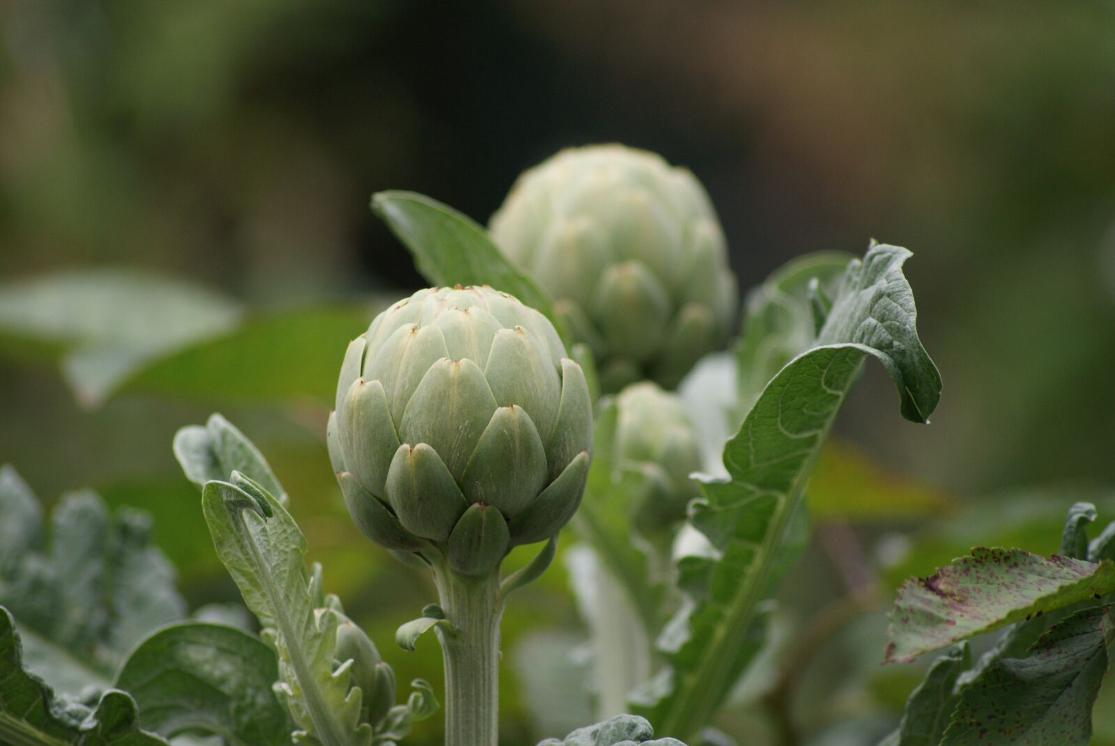 Sony Alpha DSLR-A300 sample photo. Artichoke, bud, closed photography