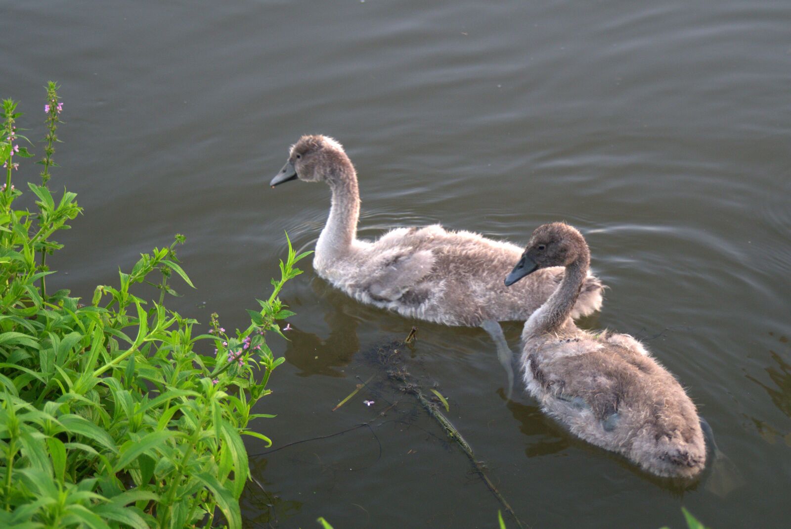 Pentax K-S2 sample photo. Swans, swan, young swans photography