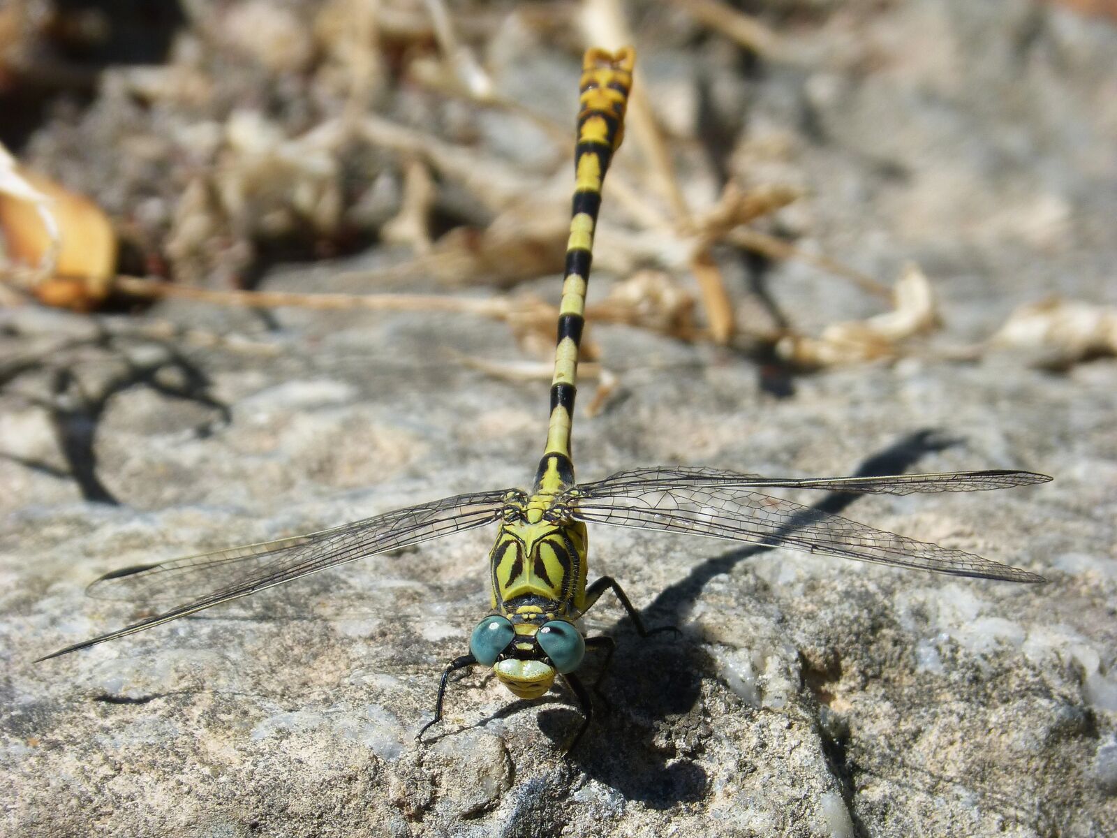 Panasonic DMC-FZ62 sample photo. Cordulegaster sp, dragonfly, dragonfly photography