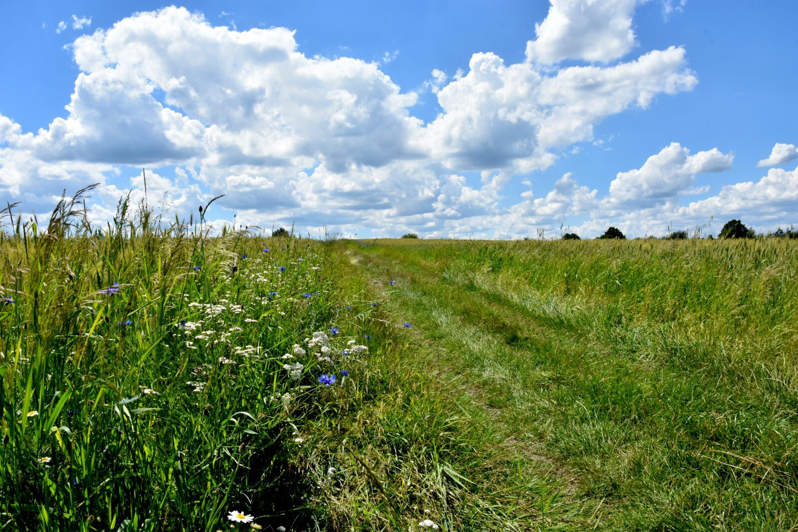 Nikon D7200 sample photo. Way, meadow, nature photography