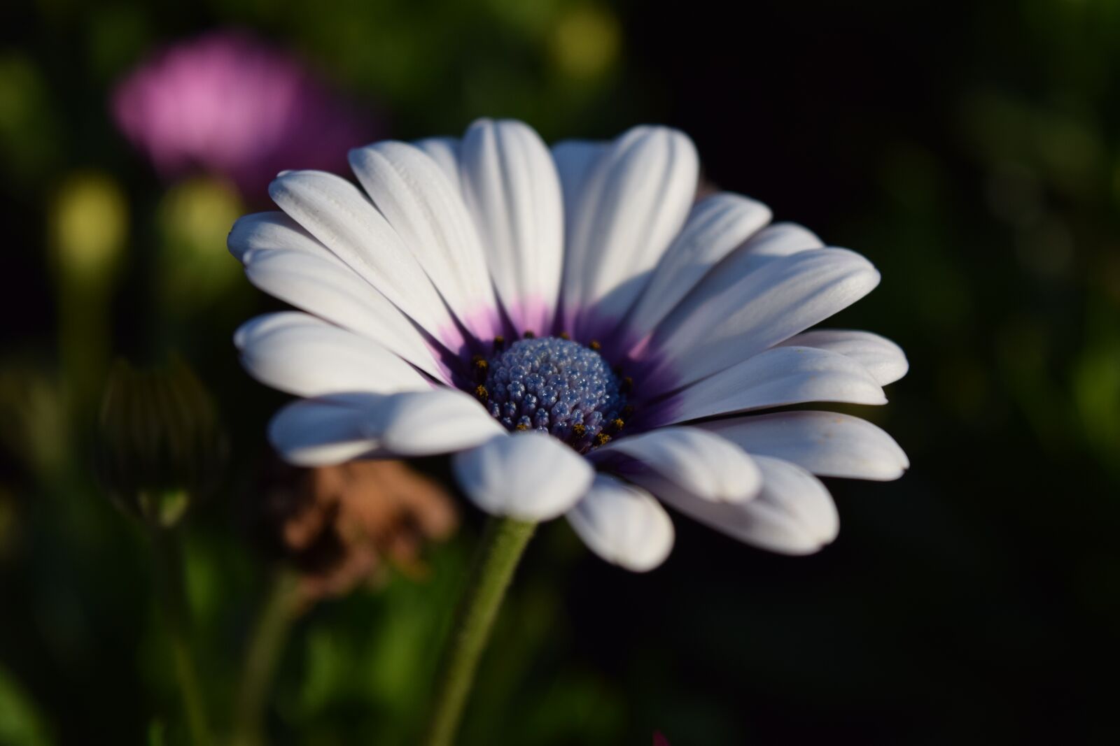 Nikon D3300 sample photo. Cape basket, bloom, flower photography