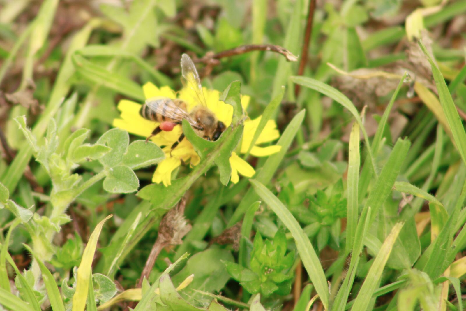 Canon EOS 60D sample photo. Bee, flower, nature photography
