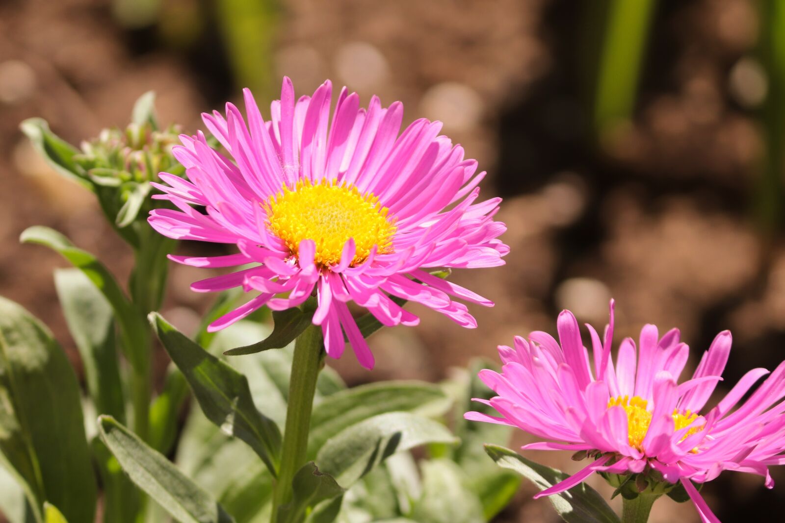 Canon EOS 200D (EOS Rebel SL2 / EOS Kiss X9) sample photo. Aster, pink, callistephus chinensis photography