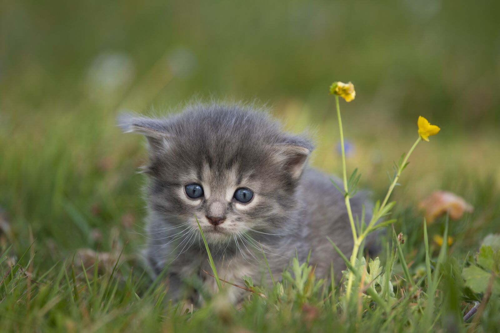 Nikon D750 sample photo. Kitten, too, cute photography