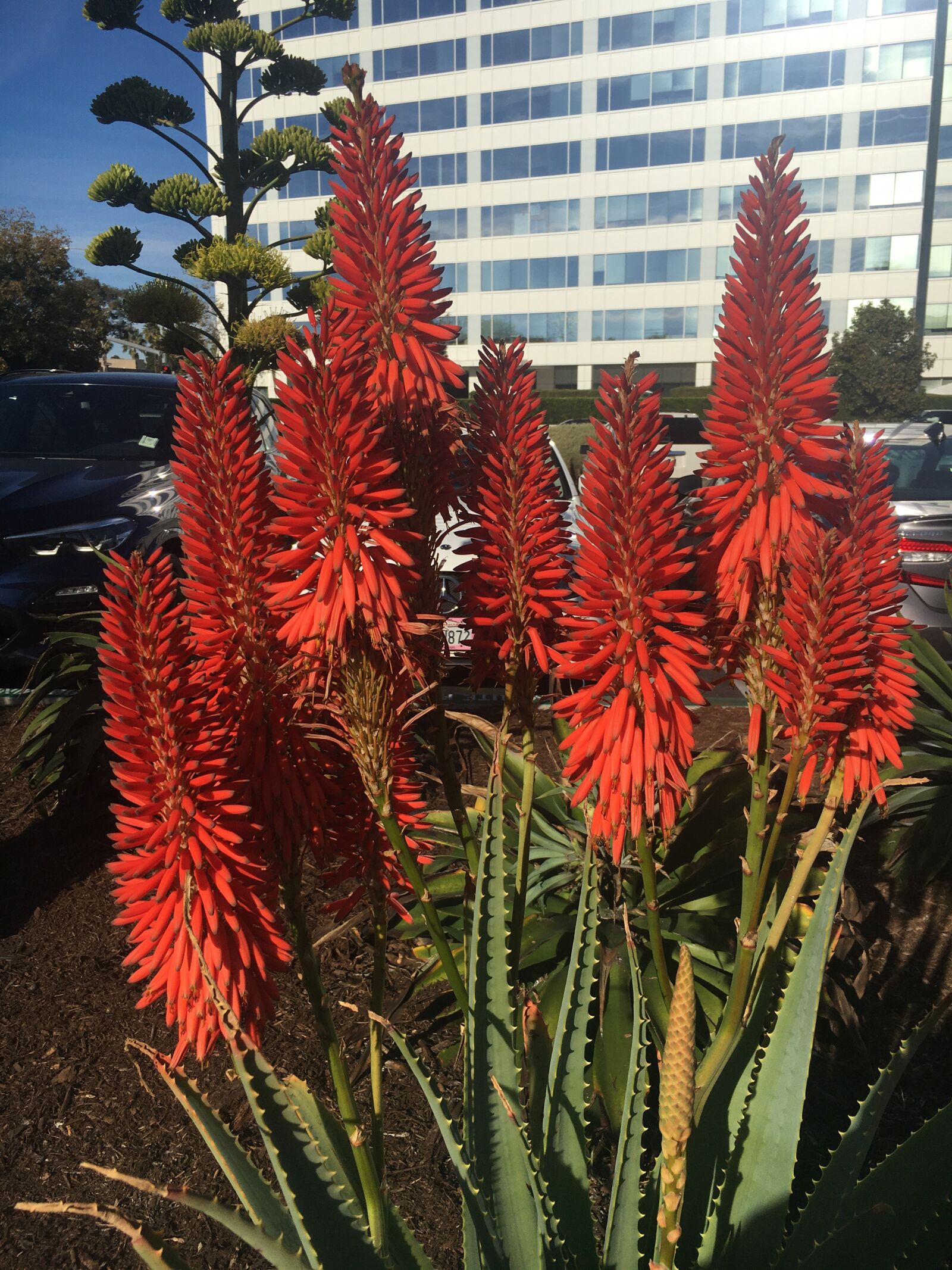 Apple iPhone 6s sample photo. Red flowers, aloe flowers photography