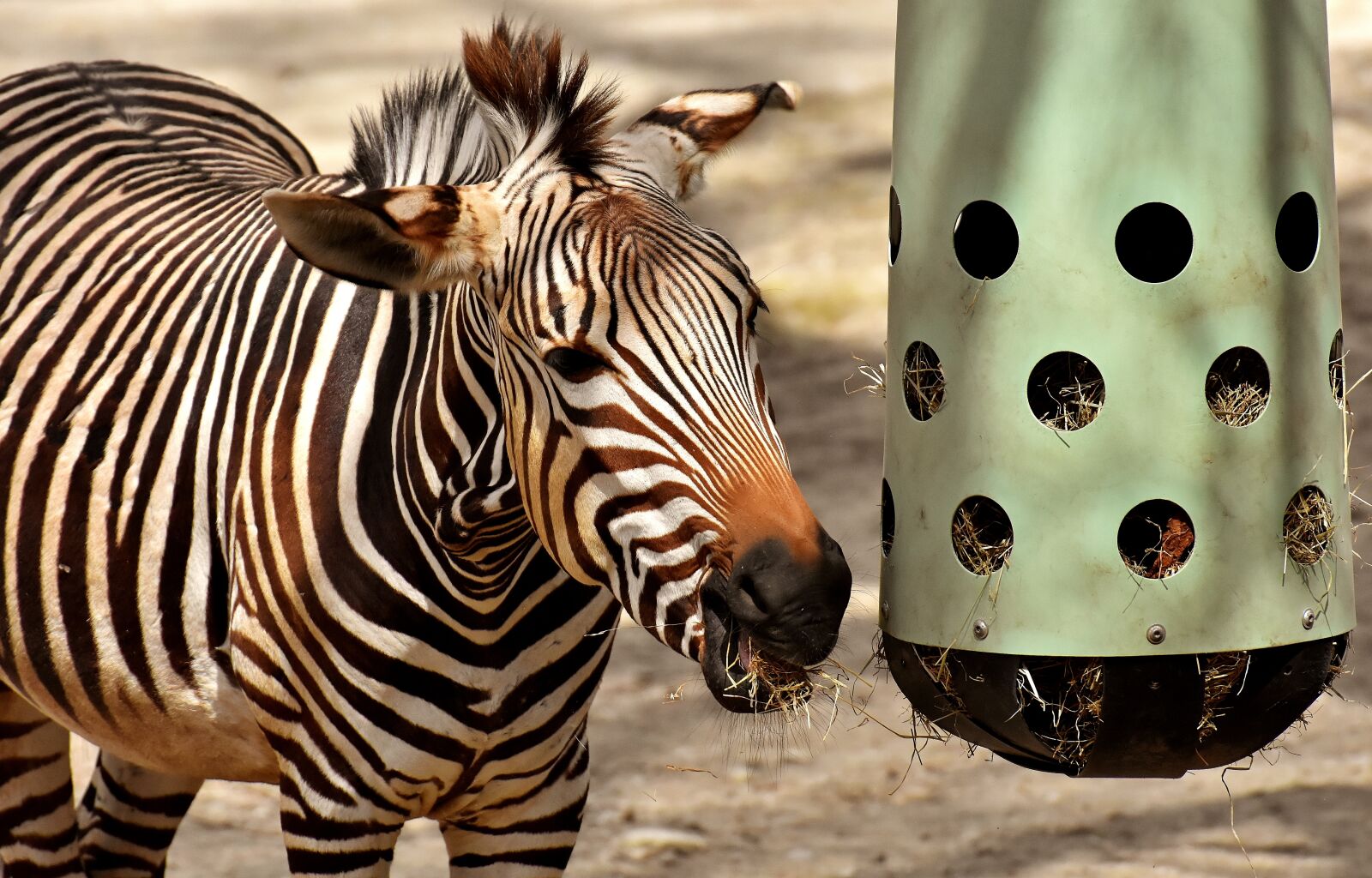 Nikon D7200 sample photo. Zebra, wild animal, eat photography