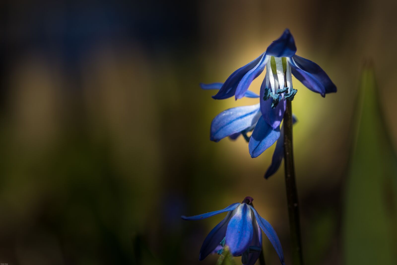 Canon EOS 7D Mark II sample photo. Schusternagel, gentian, schuster n photography