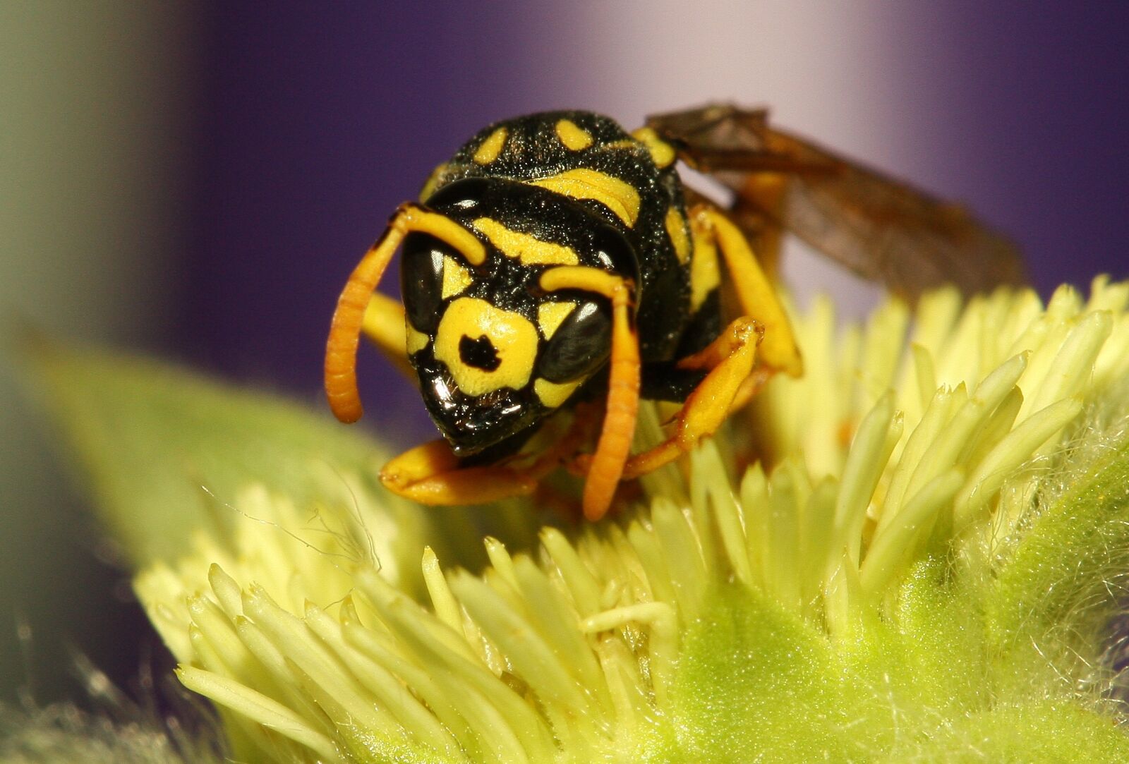 Canon EOS 40D sample photo. Nature, insect, outdoor photography
